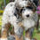 Thumbnail: MINI BERNEDOODLE Phantom Merle #MBA01 Macho -Vendido