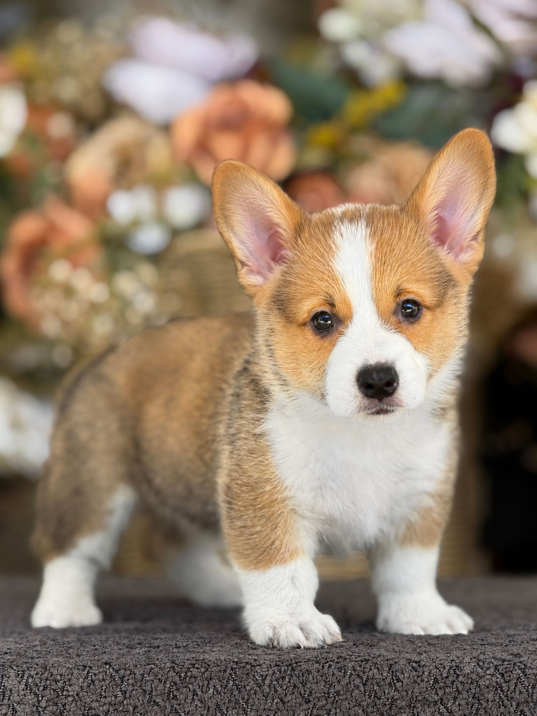 Pembroke Welsh Corgi AKC nena WC_09 -Financiamiento Disponible