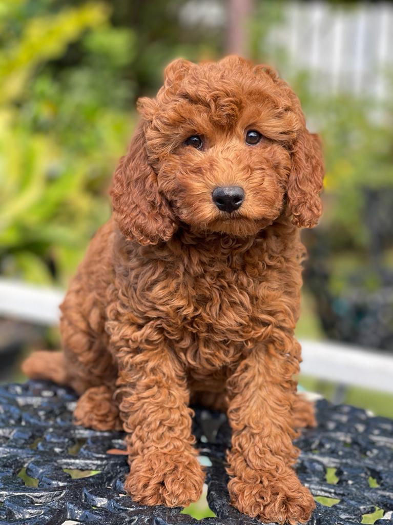 Mini GOLDENDOODLE #001 -Hembra - Vendida