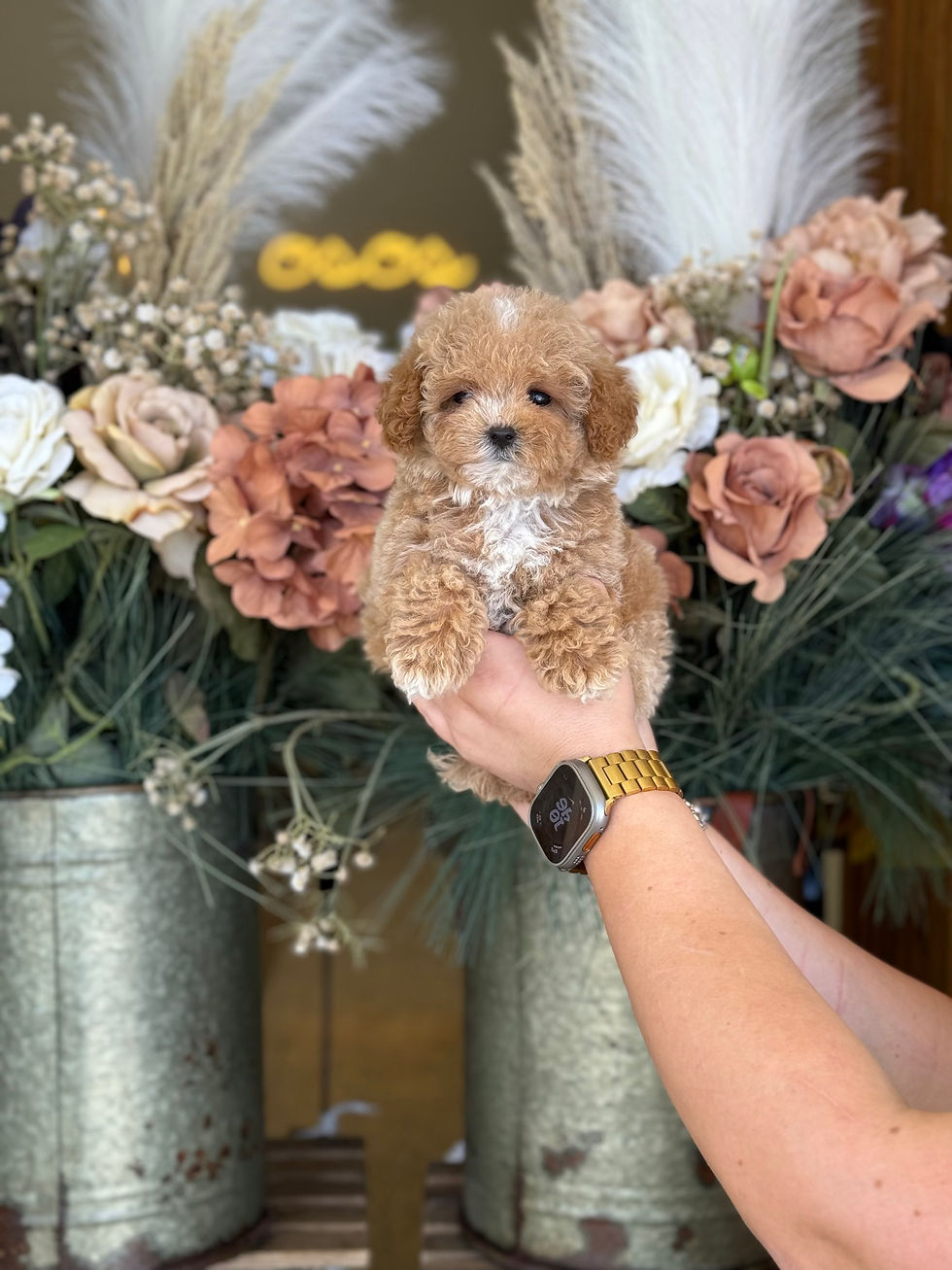 Toy Maltipoo hembra M01-VENDIDA