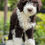 Thumbnail: MINI Aussiedoodle hembra Choco Tuxedo #1801 - Vendida