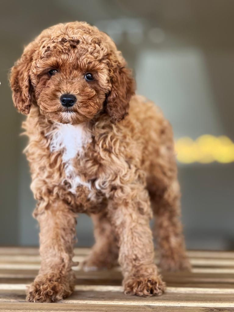 Miniatura: Toy POODLE -Hembra TP-2 vendida