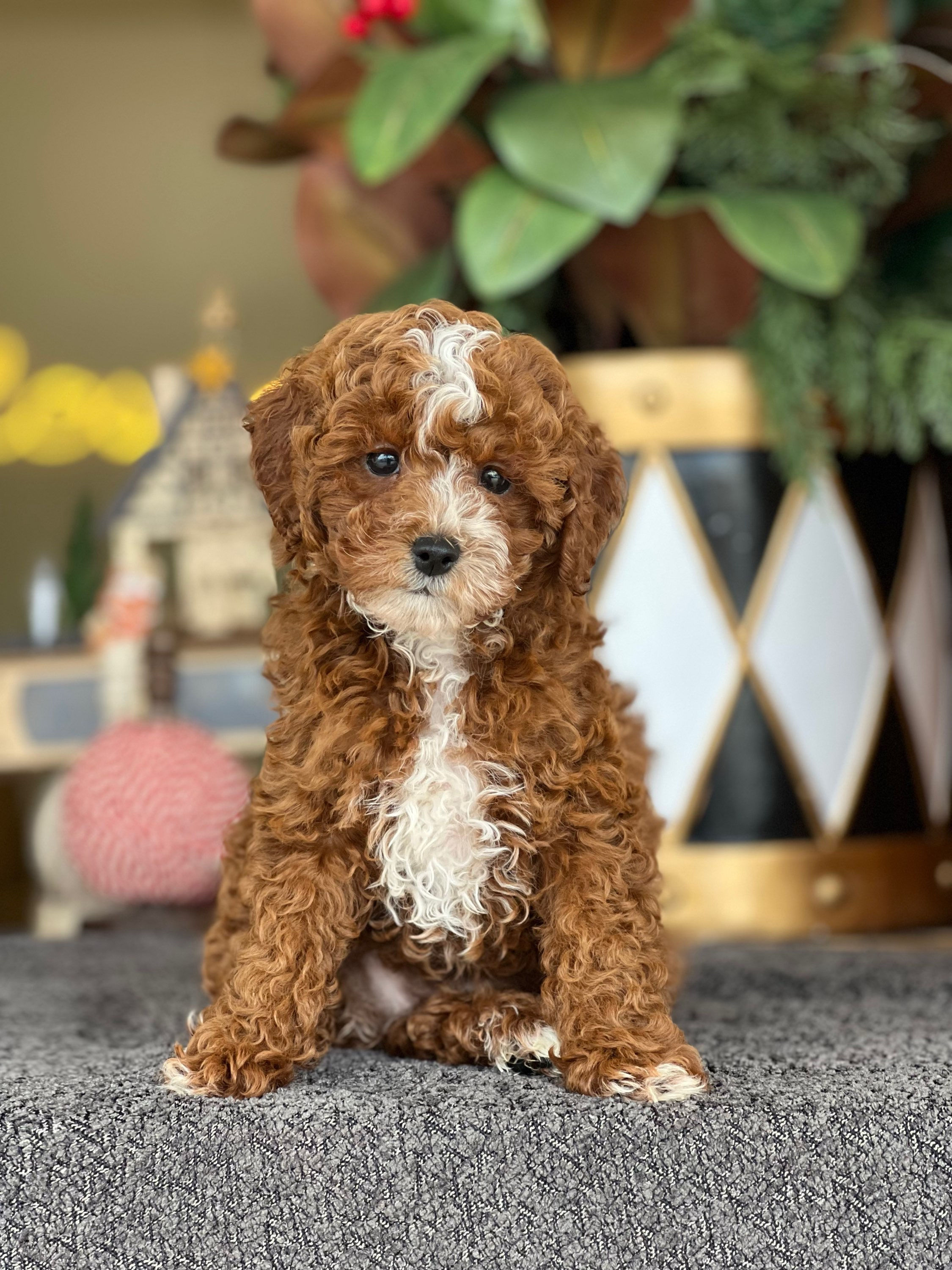 MMini Toy poodle machito-2 - VENDIDO