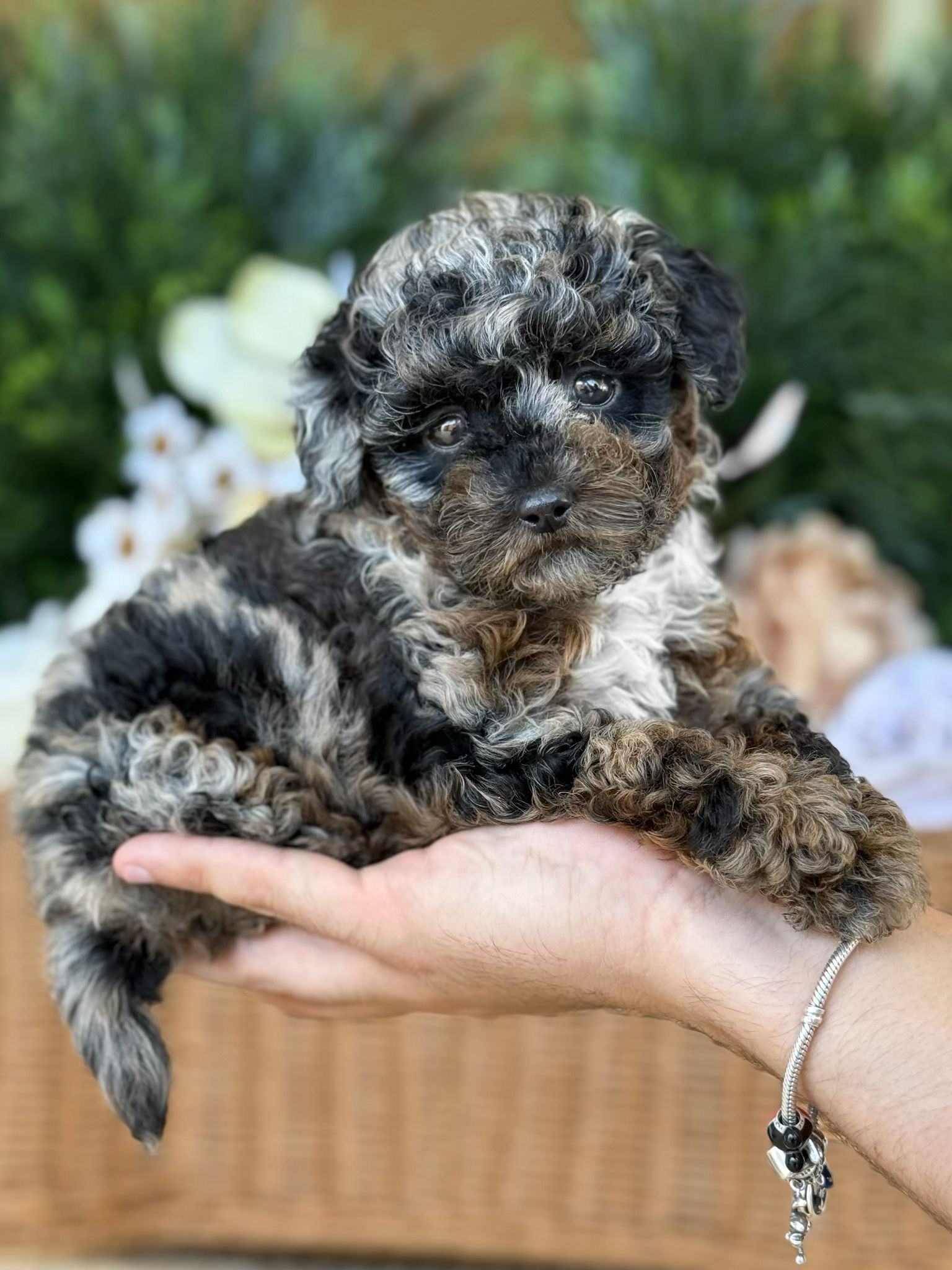 Micro Toy Poodle nene AKC TP_53 - Financiamiento Disponible