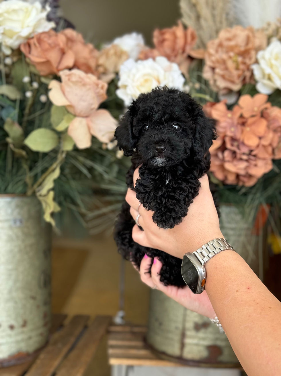 Toy poodle hembra J04 - VENDIDA