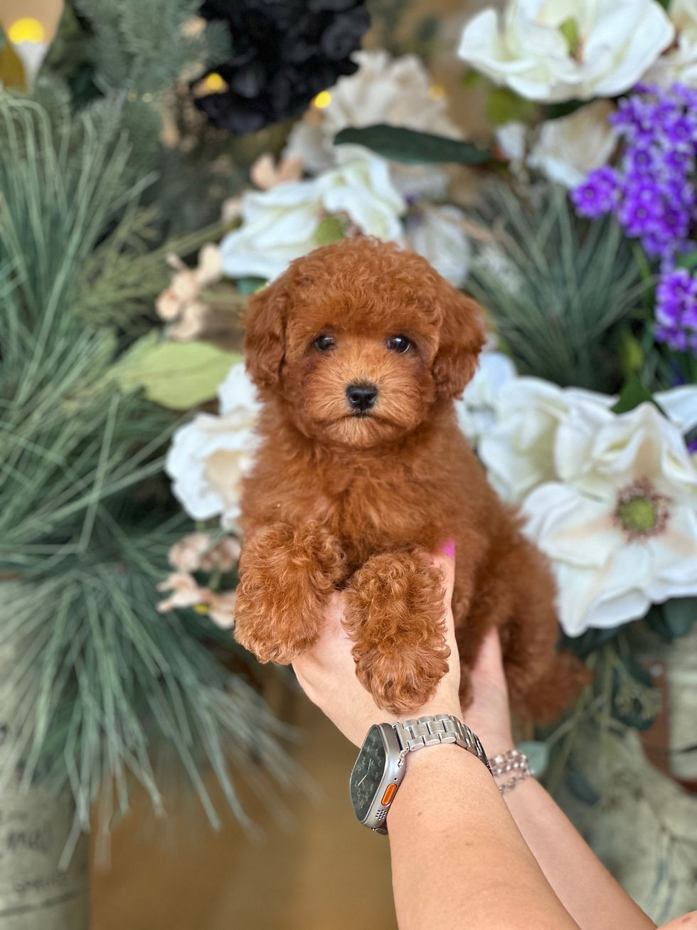 Toy Poodle Hembrita AKC #ENE6-VENDIDA