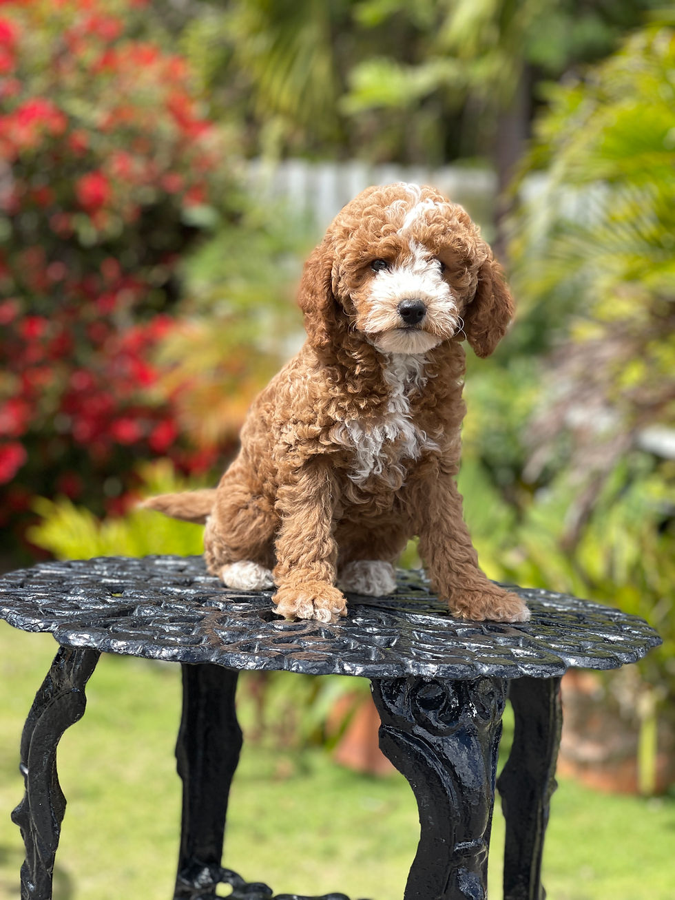 Thumbnail: TOY GOLDENDOODLE #1 - HEMBRA. VENDIDA