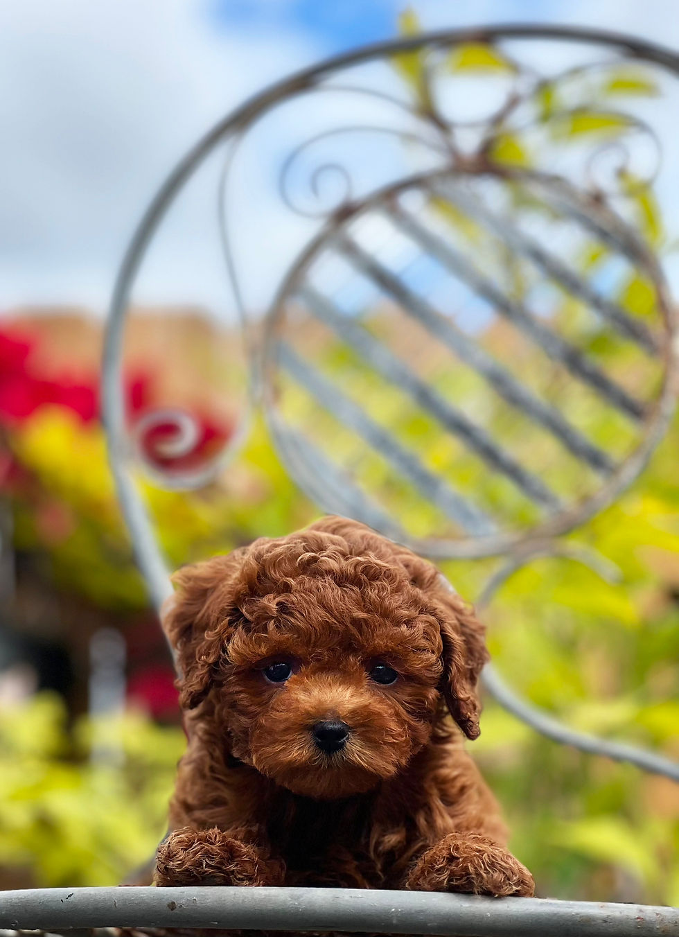 TOY POODLE - Hembrita  TPE-01- Vendida