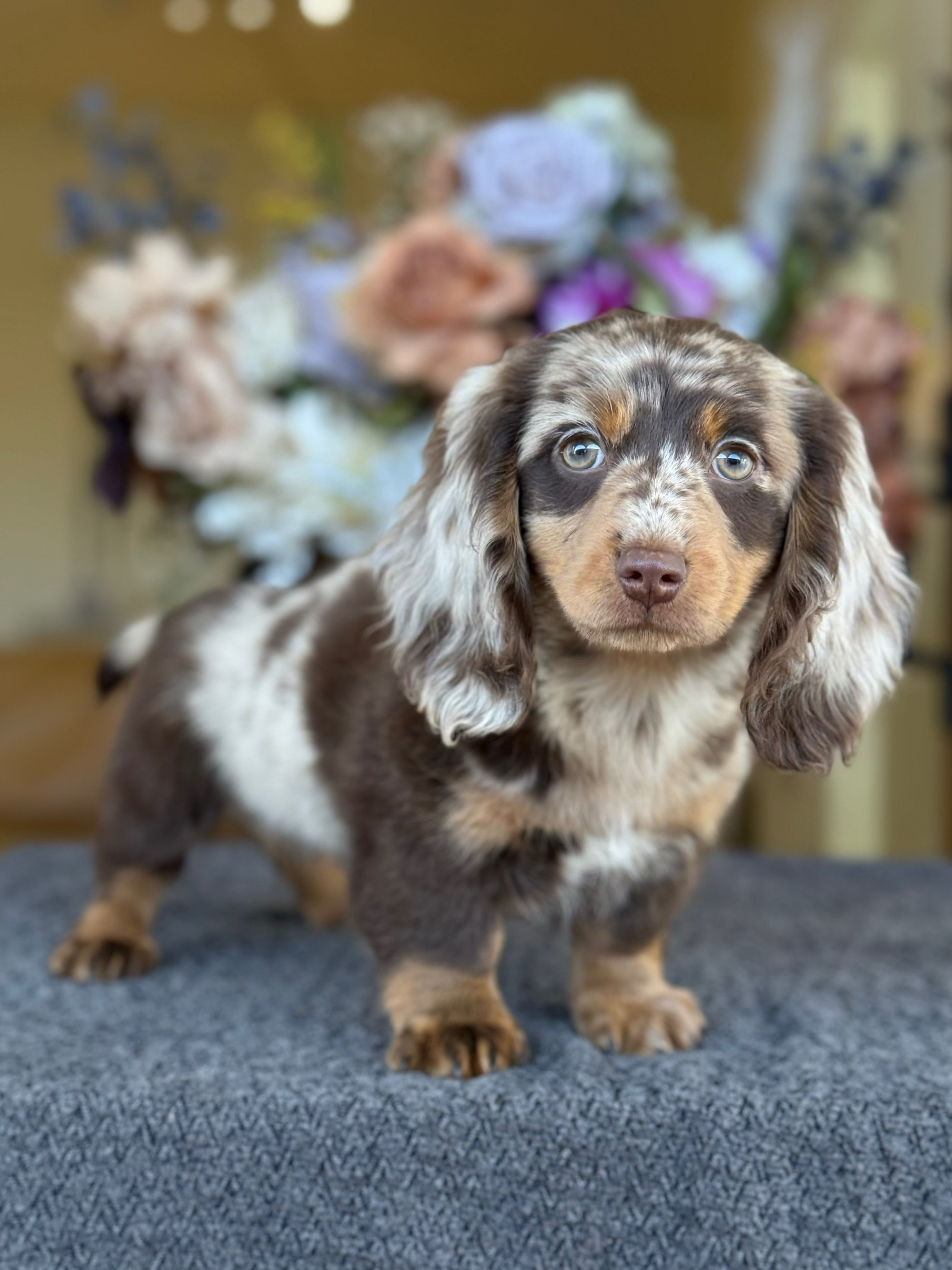 Mini Dachshund Longhair nene MD_12 - VENDIDO