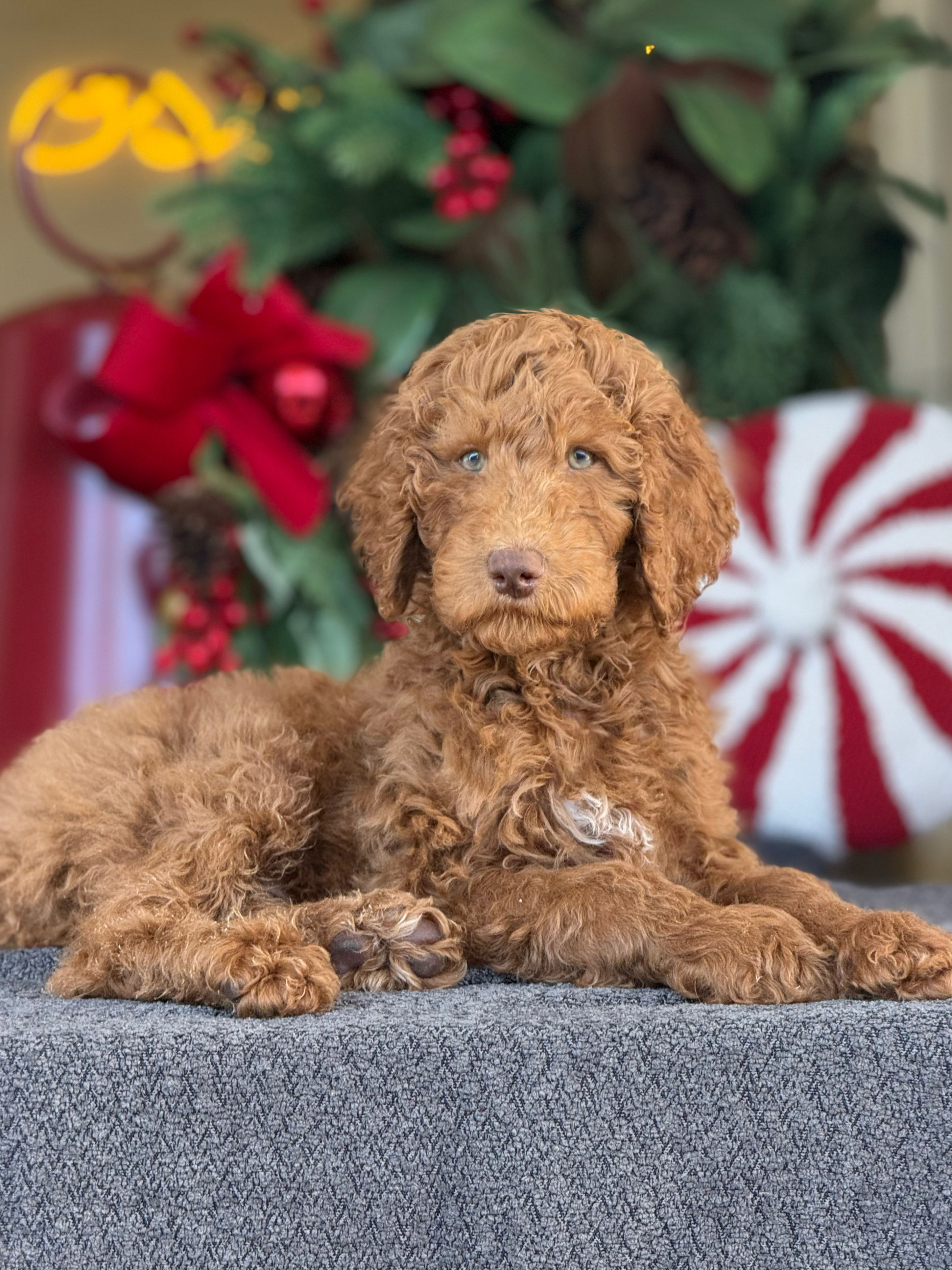Standard Goldendoodle SG_01 nene - VENDIDO