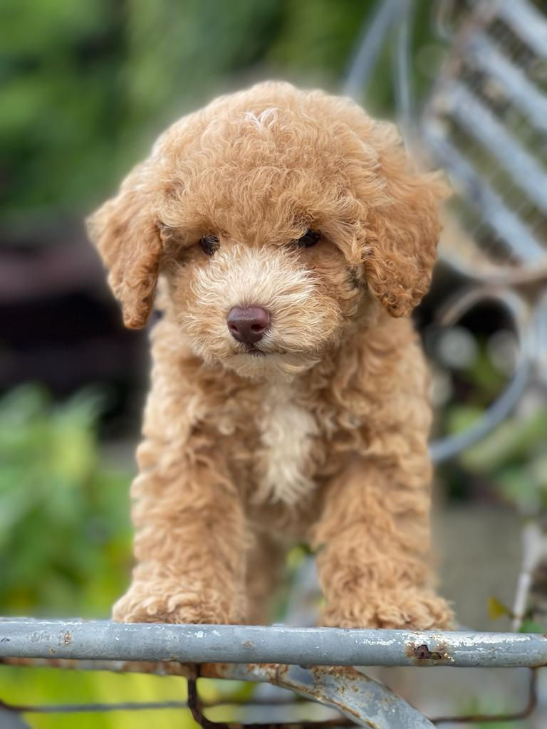 Miniatura: TOY POODLE #TPS01 - HEMBRA -Vendida