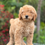 Miniatura: Mini GOLDENDOODLE #40 -Hembra - Vendida