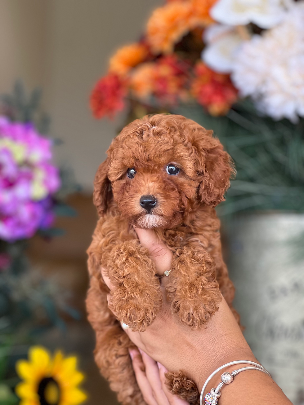 Toy poodle hembrita TPJL-01 vendida