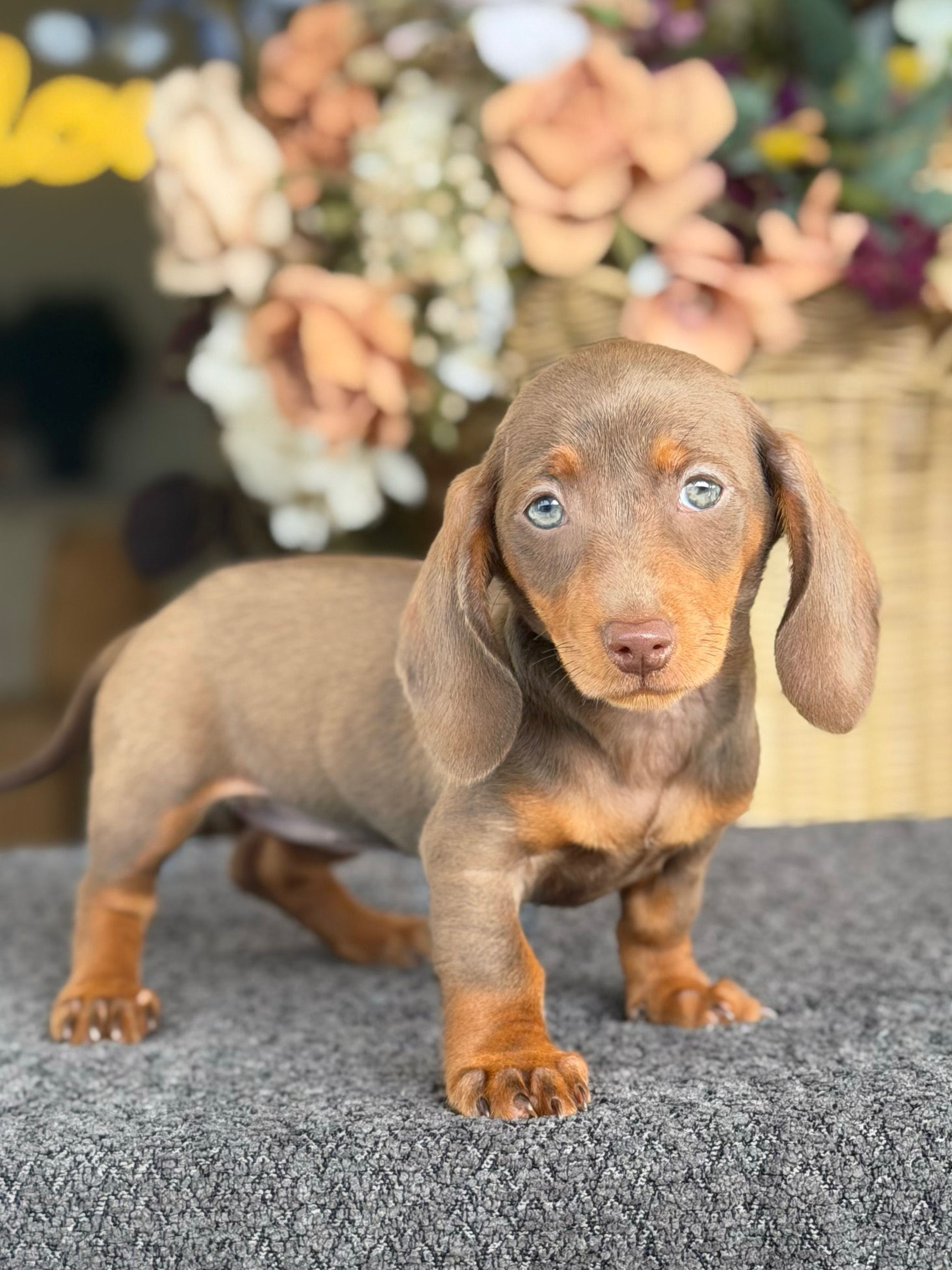 Mini Dachshund Nena MD - 21 - Financiamiento Disponible