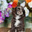 Miniatura: Cocker Spaniel #008 - Hembra -Merle-VENDIDA