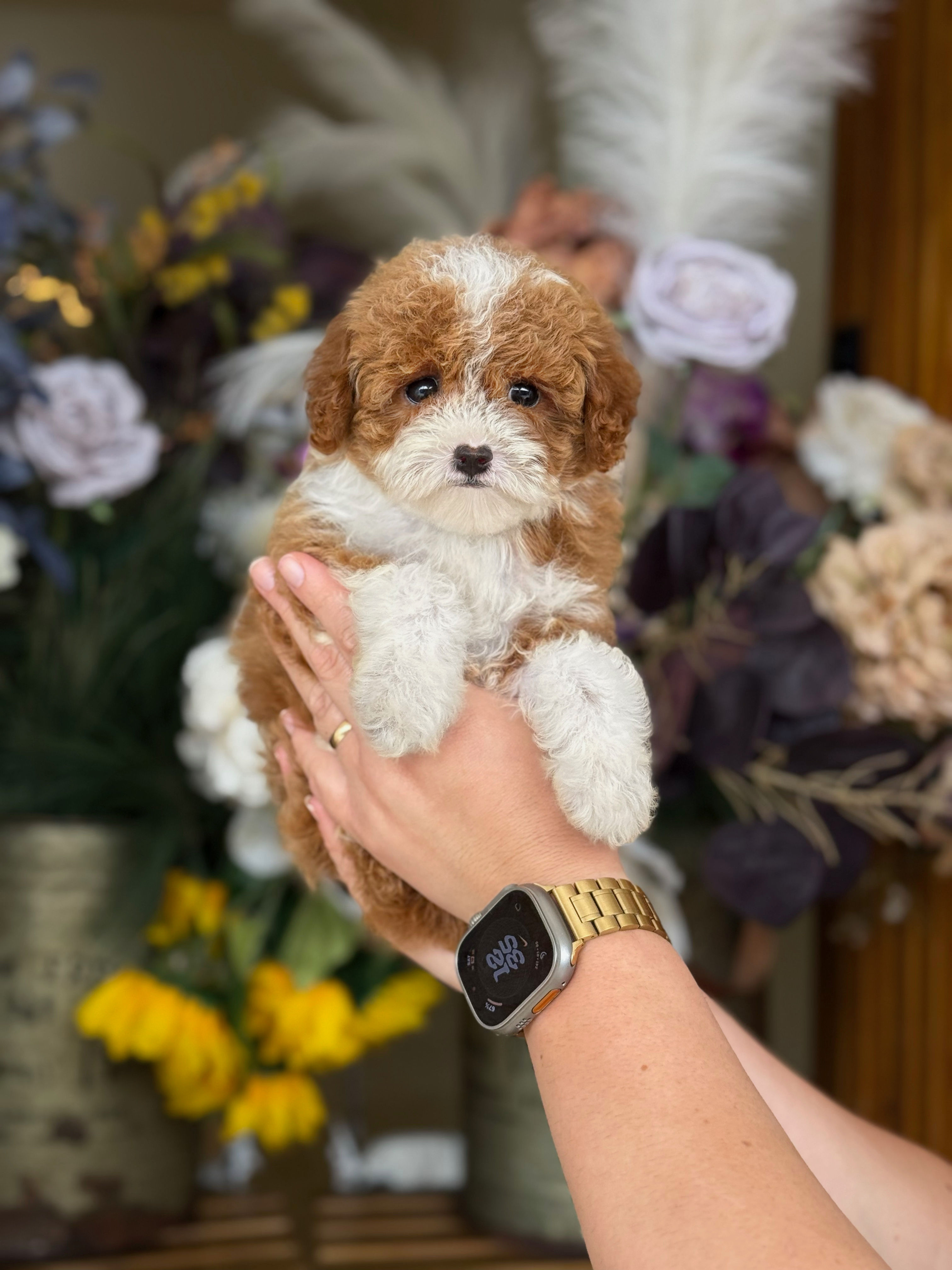 Toy poodle hembra Tuxedo TP-10 - VENDIDA