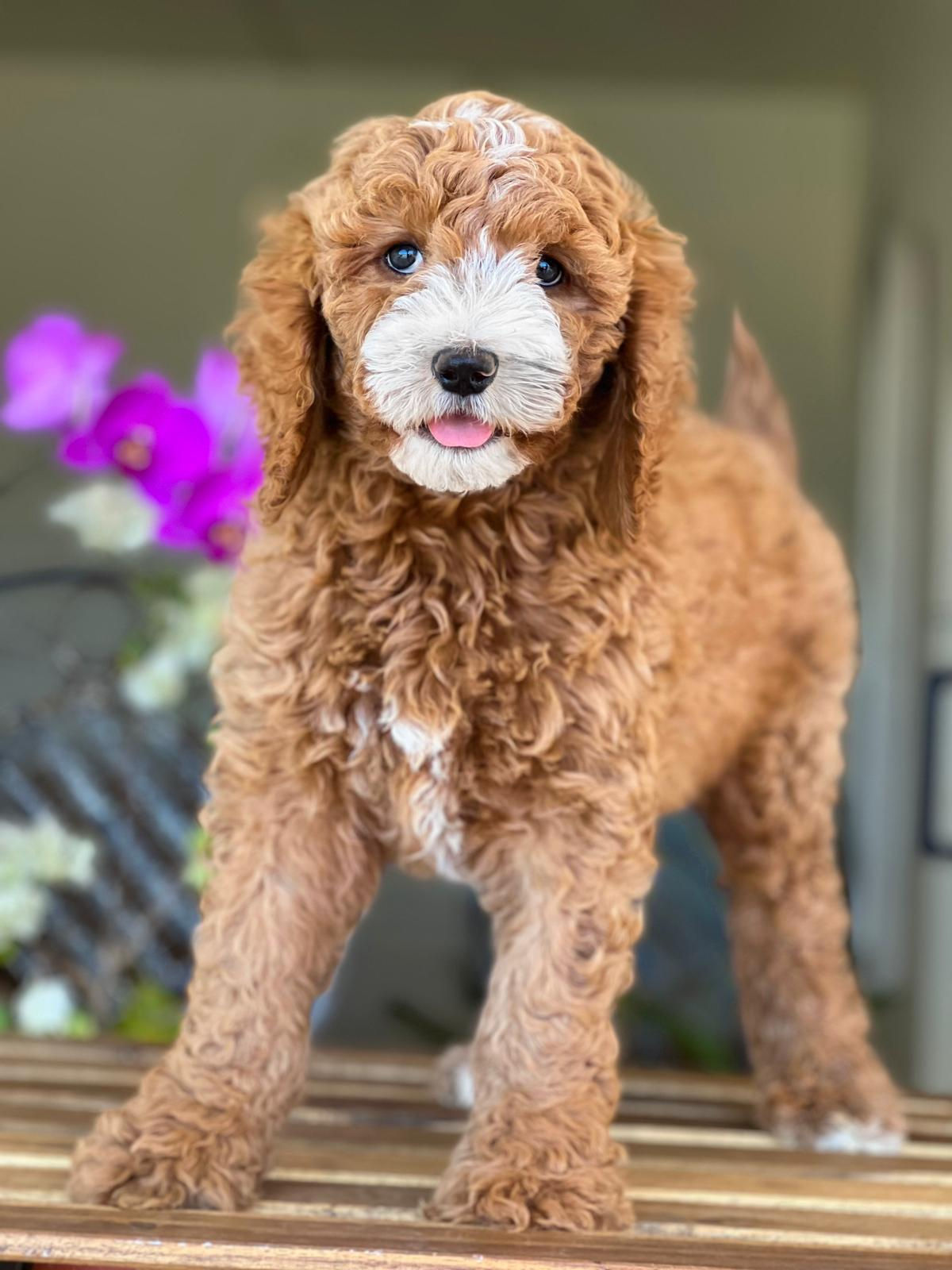 Standard GOLDENDOODLE Tuxedo #STDE02 Macho -Vendido