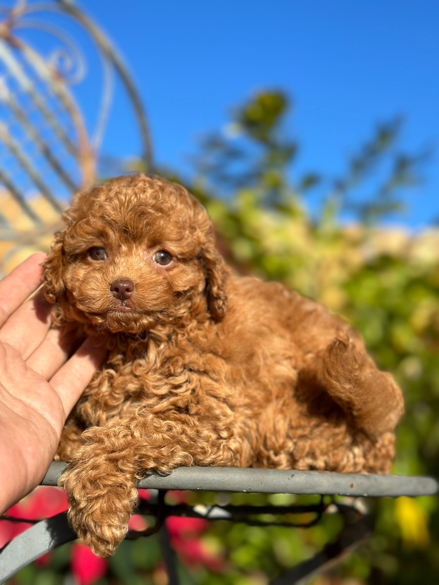 Micro Toy goldendoodle Hembrita DECMT-02-0-Vendida