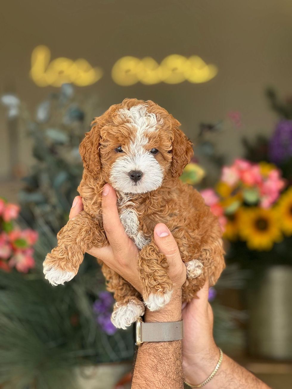 Mini Goldendoodle Hembra Tuxedo MGJ-02-VENDIDA