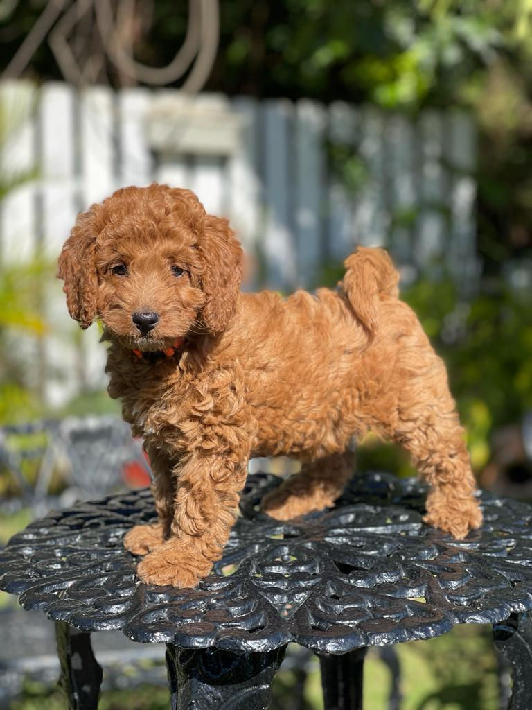 Miniatura: MICRO TOY GOLDENDOODLE - HEMBRITA VENDIDA