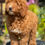 Miniatura: Mini GOLDENDOODLE #mg06 -Hembra  - Vendida