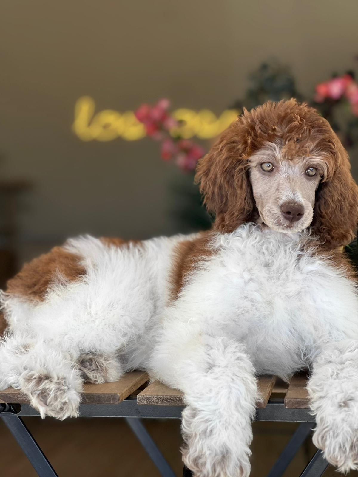 STANDARD POODLE - SPA-01-Vendida