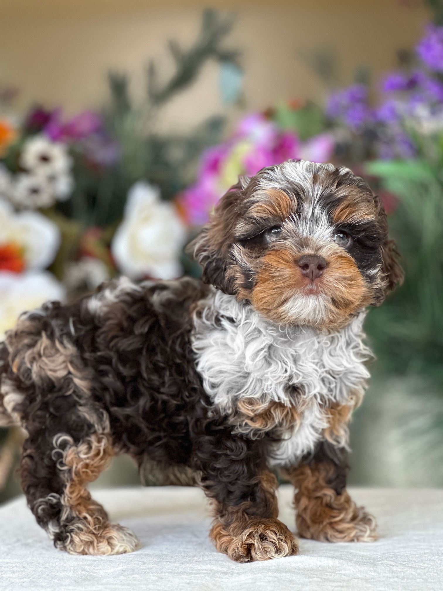 Cockapoo choco merle macho #CP-01-VENDIDO
