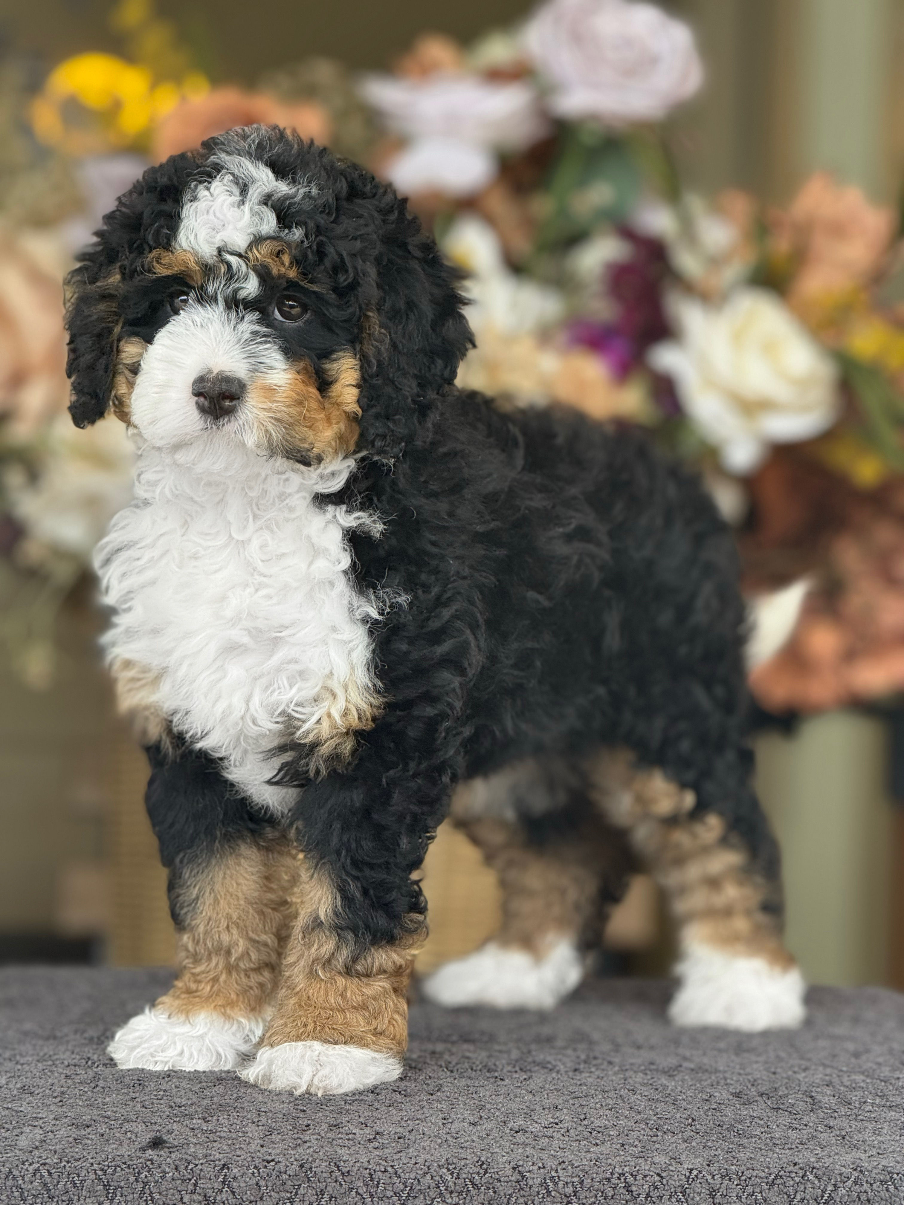 Mini Bernedoodle Tri-color nena MB_14 -Vendida