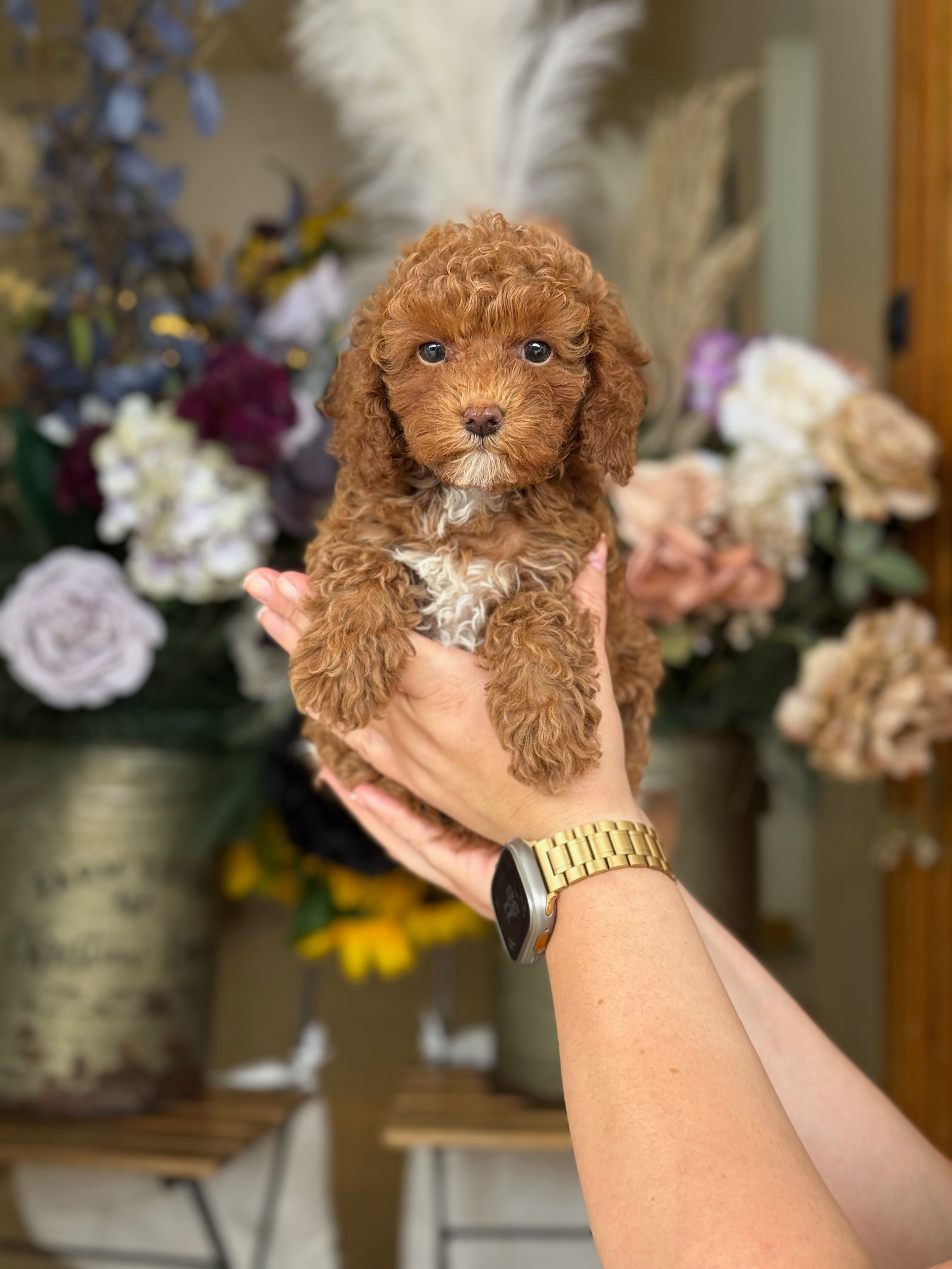 Mini Toy poodle hembra TP-3 - VENDIDA 