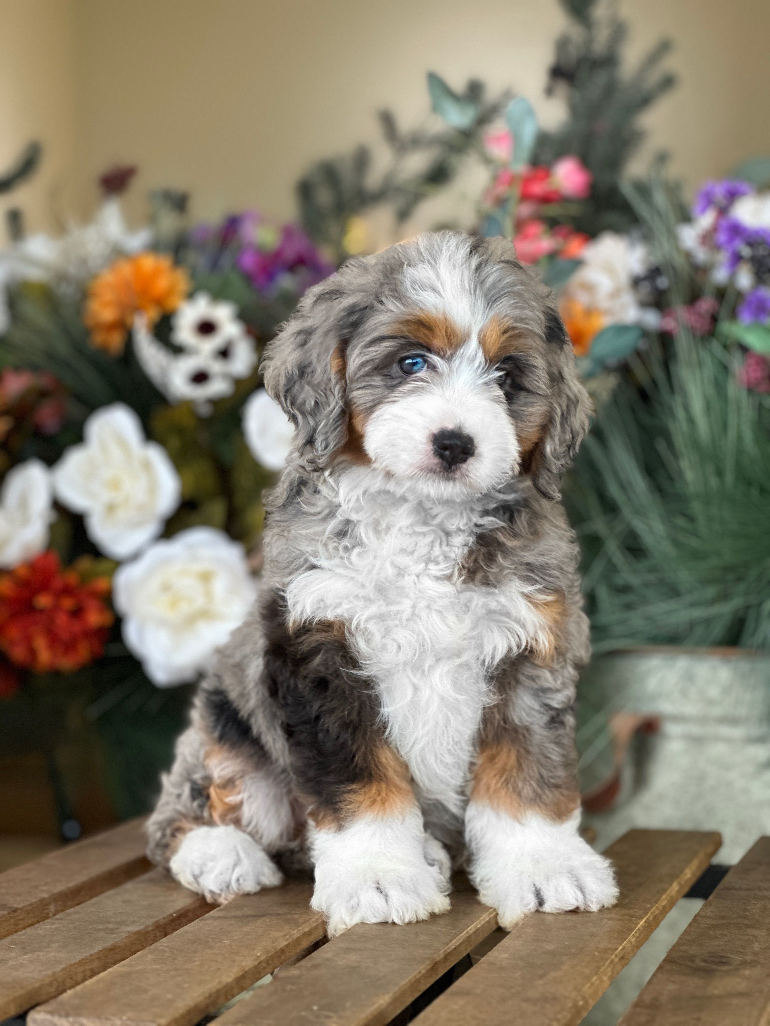 Mini bernedoodle Merle hembra #MB-1-VENDIDA