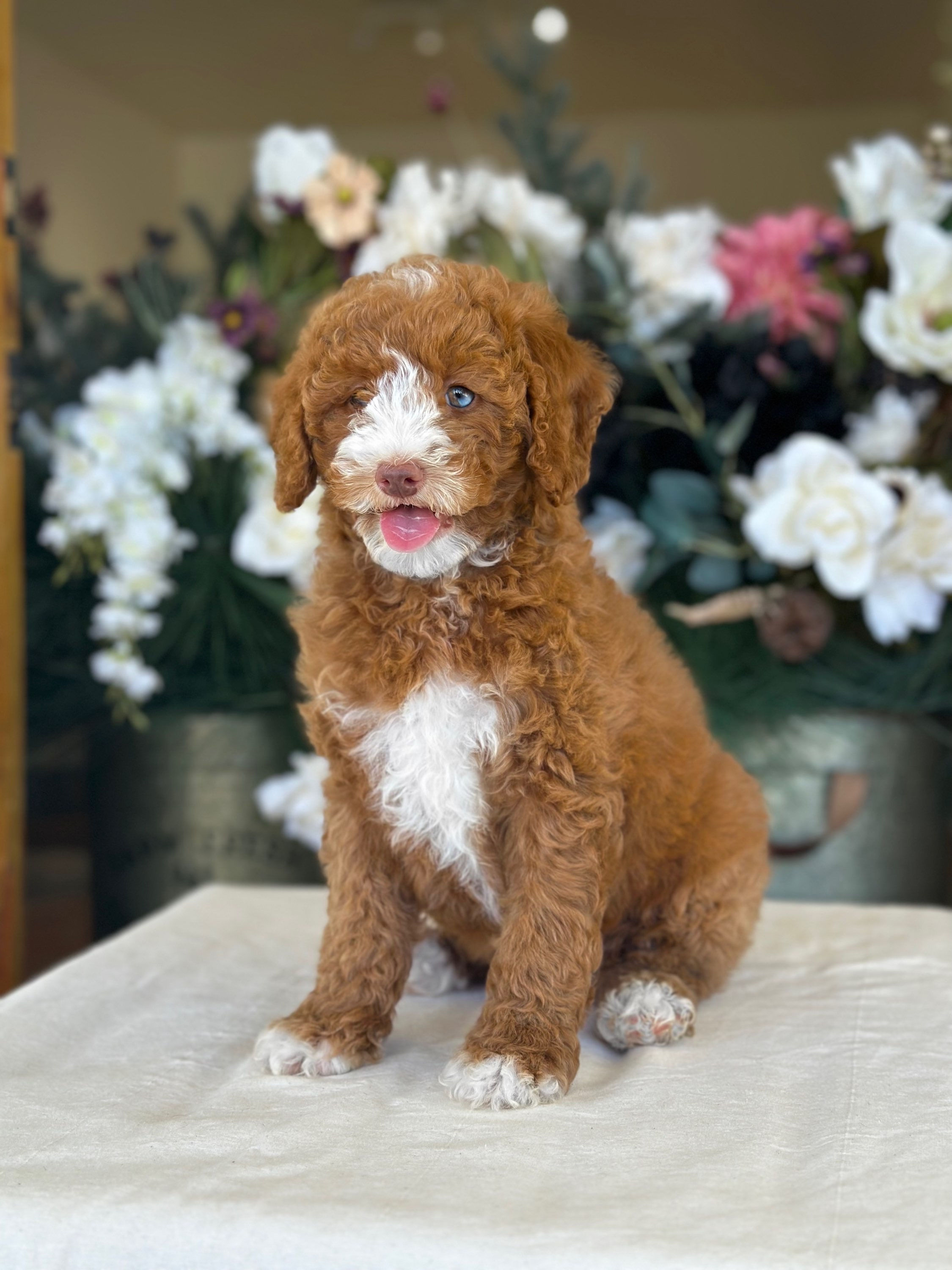 Mini medium Poodle hembrita red nose MP-001 vendida