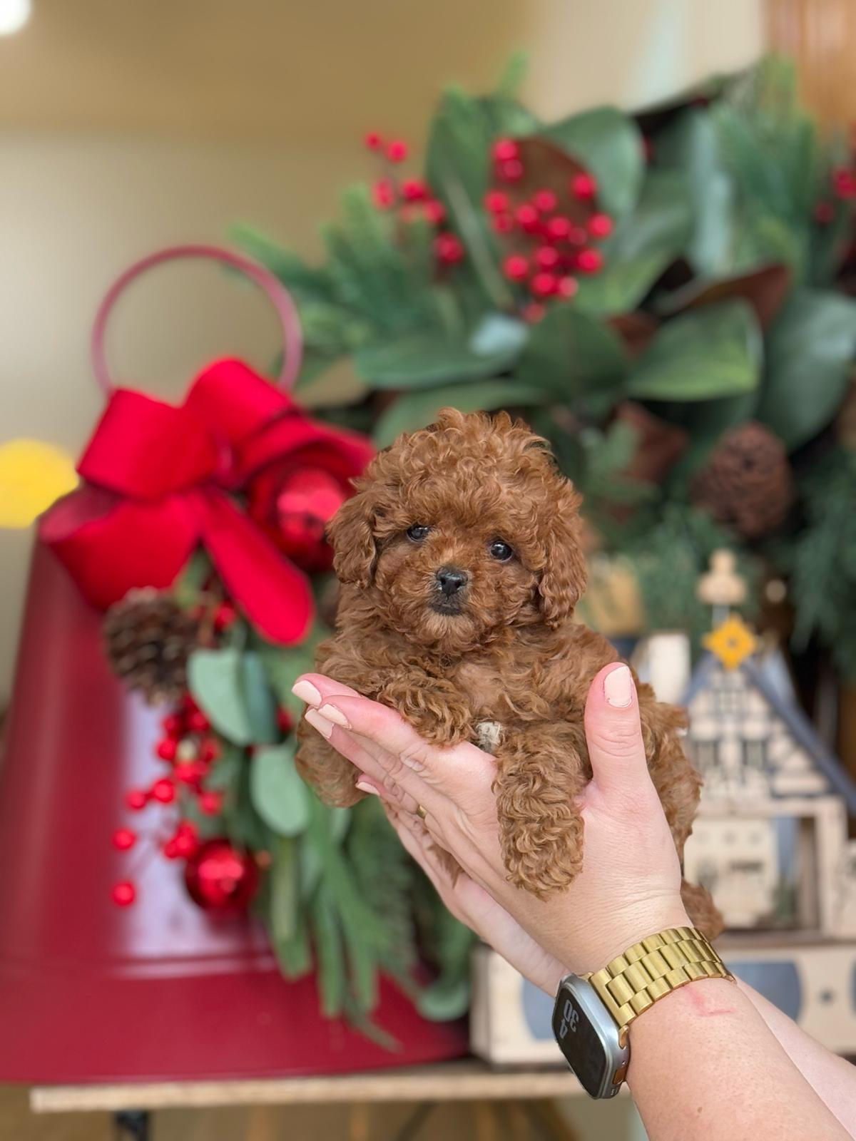 Mini Toy Poodle Hembra 4 - VENDIDA