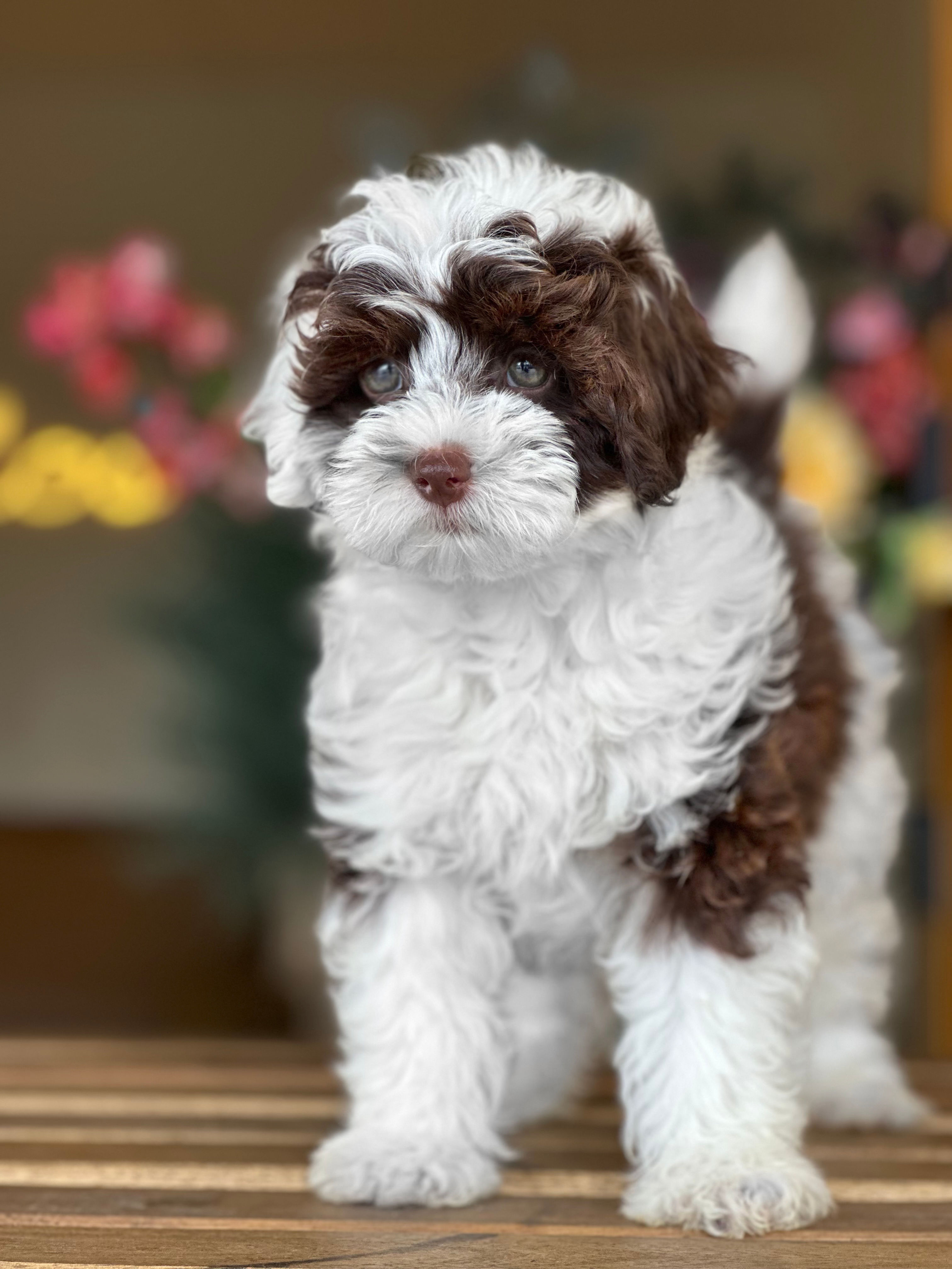 Mini Aussiedoodle hembra Merle #AUS2 - VENDIDA