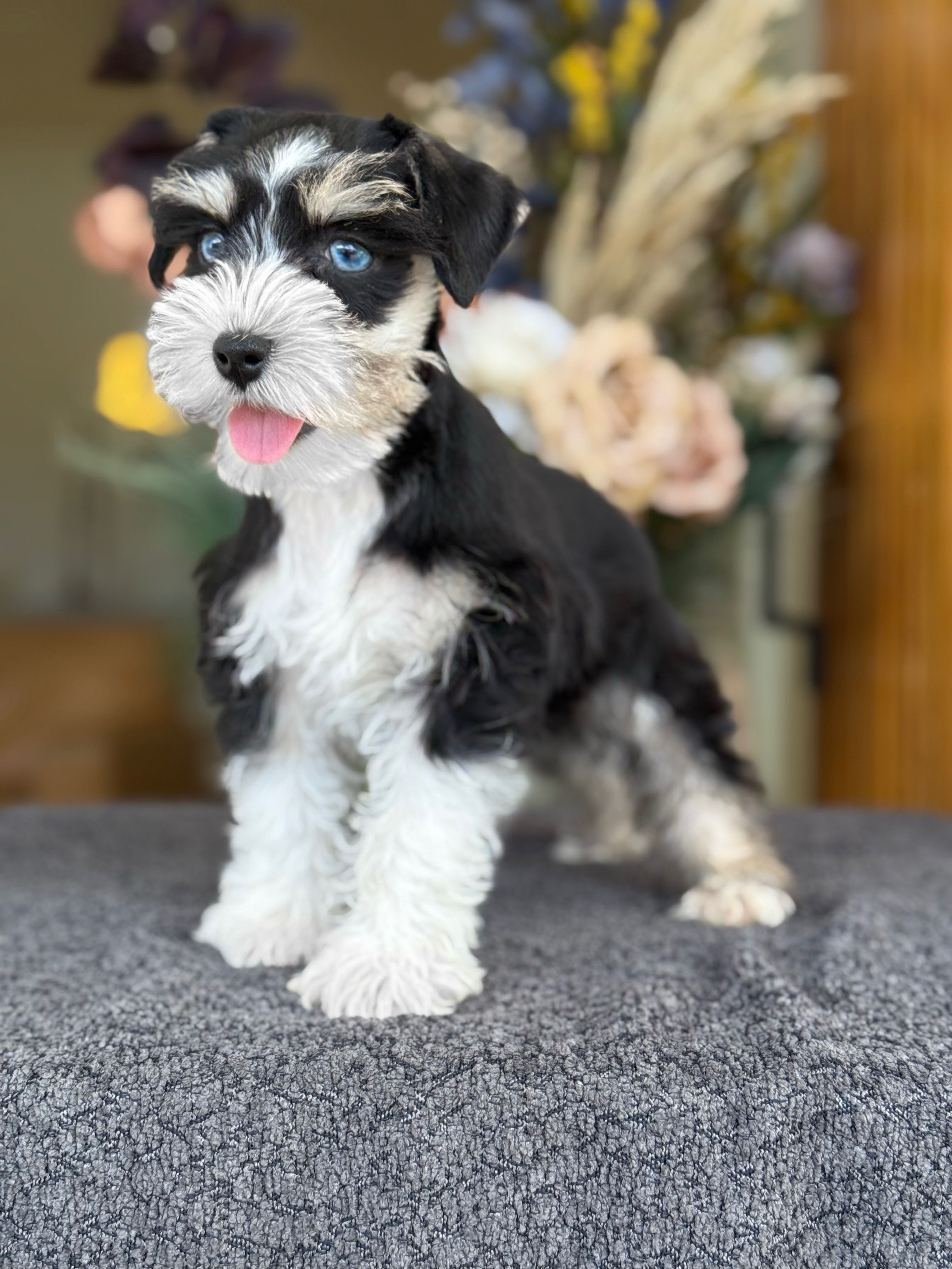 Mini Schnauzer - VENDIDA