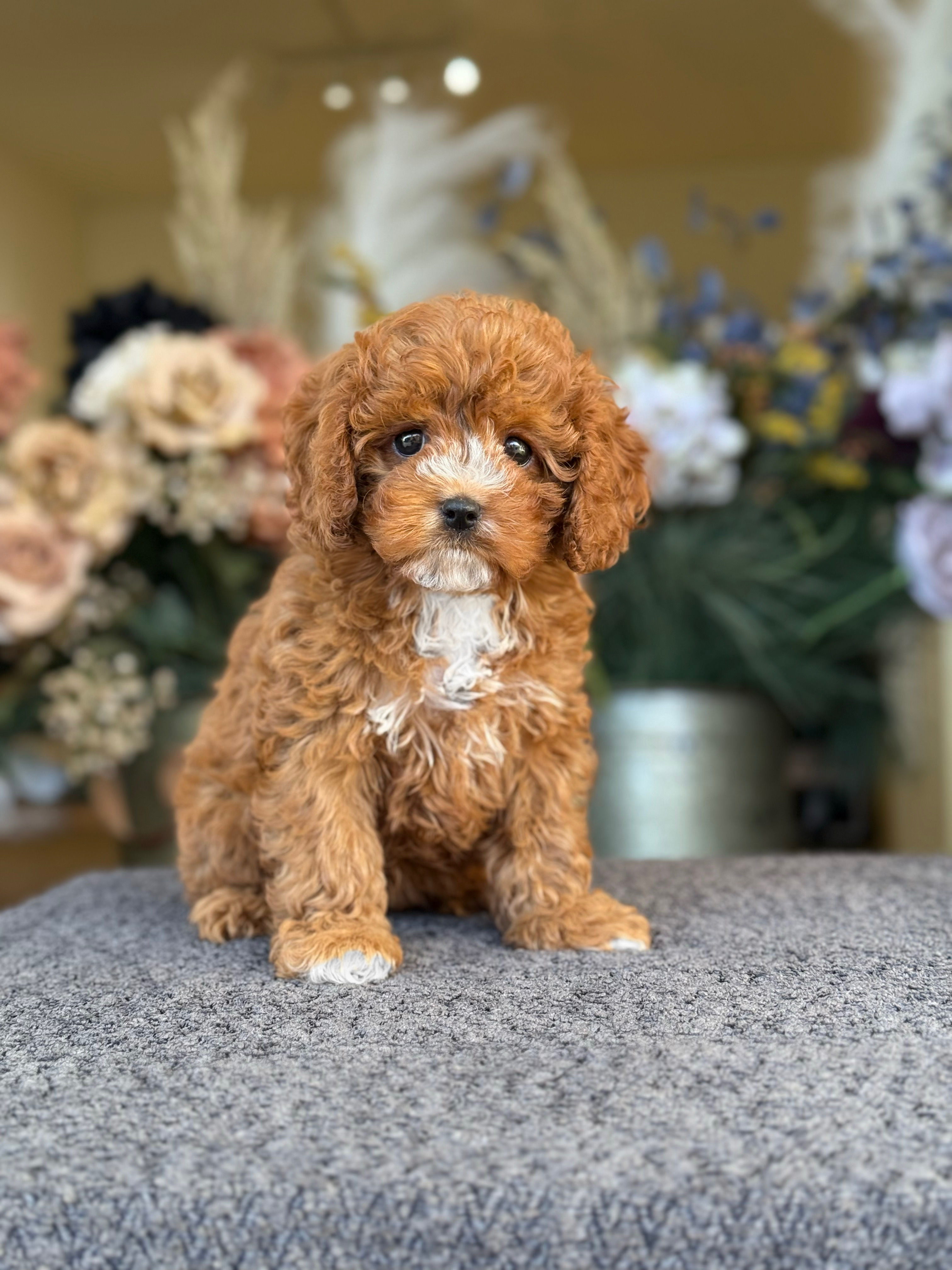 Cavapoo nena CT_03 - VENDIDA