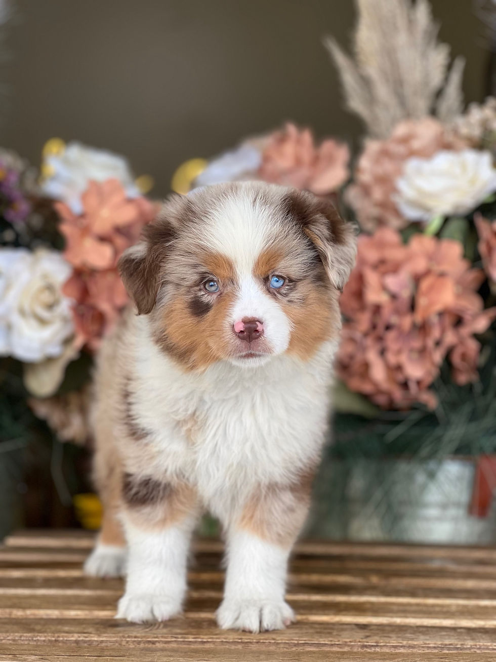 American Shepherd AKC Macho - VENDIDO