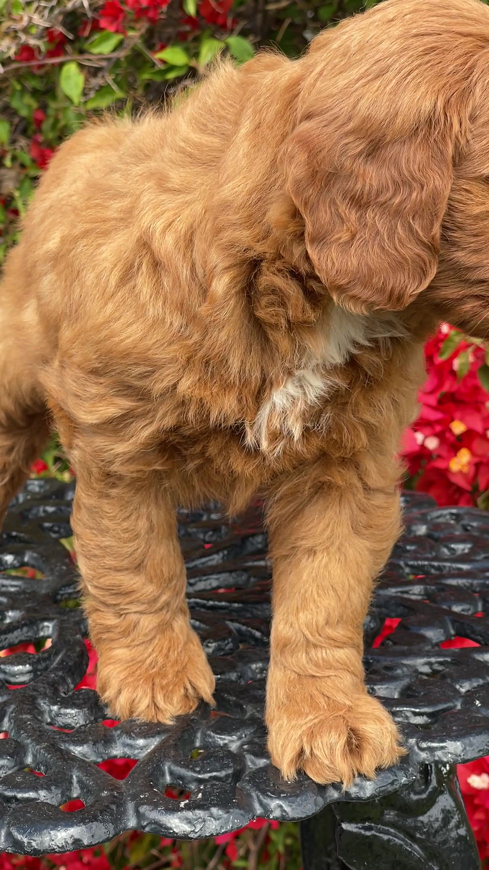 Thumbnail: MINI GOLDENDOODLE #2 - HEMBRITA - VENDIDA