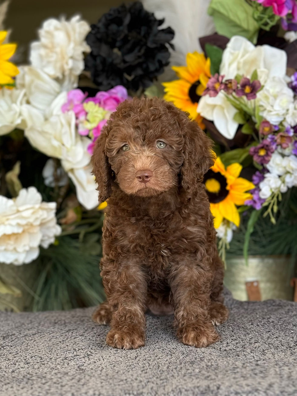 Mini labradoodle hembrita choco MLA-07-VENDIDA