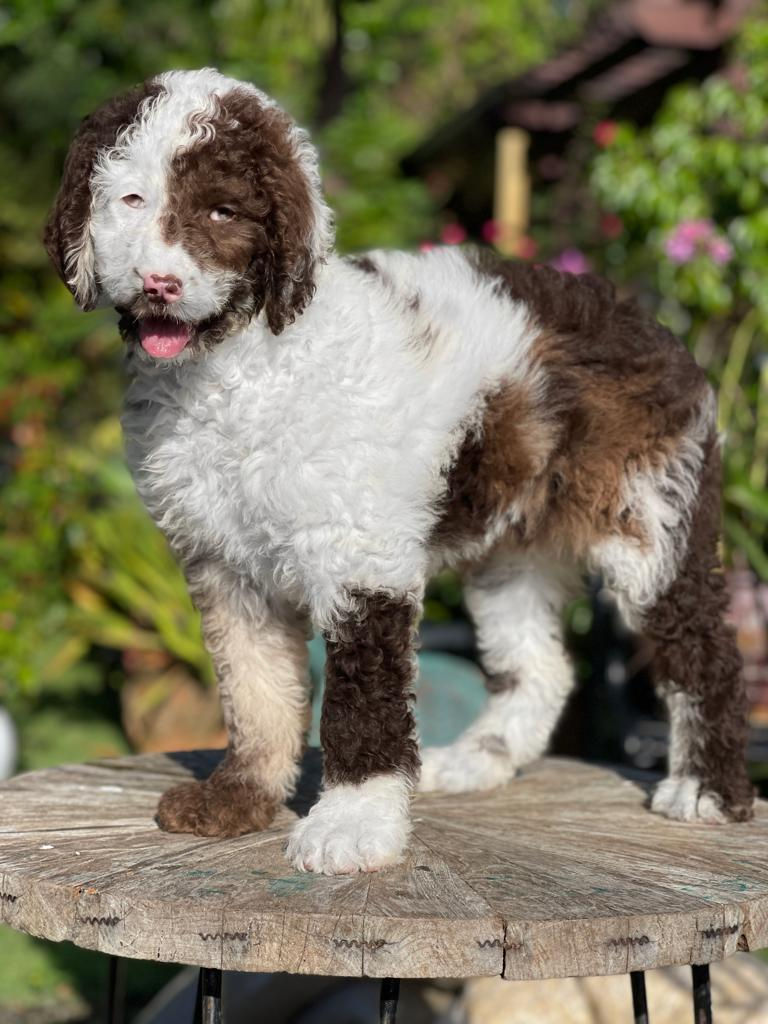 Standard GOLDENDOODLE hembra- NOV-02 -Vendida