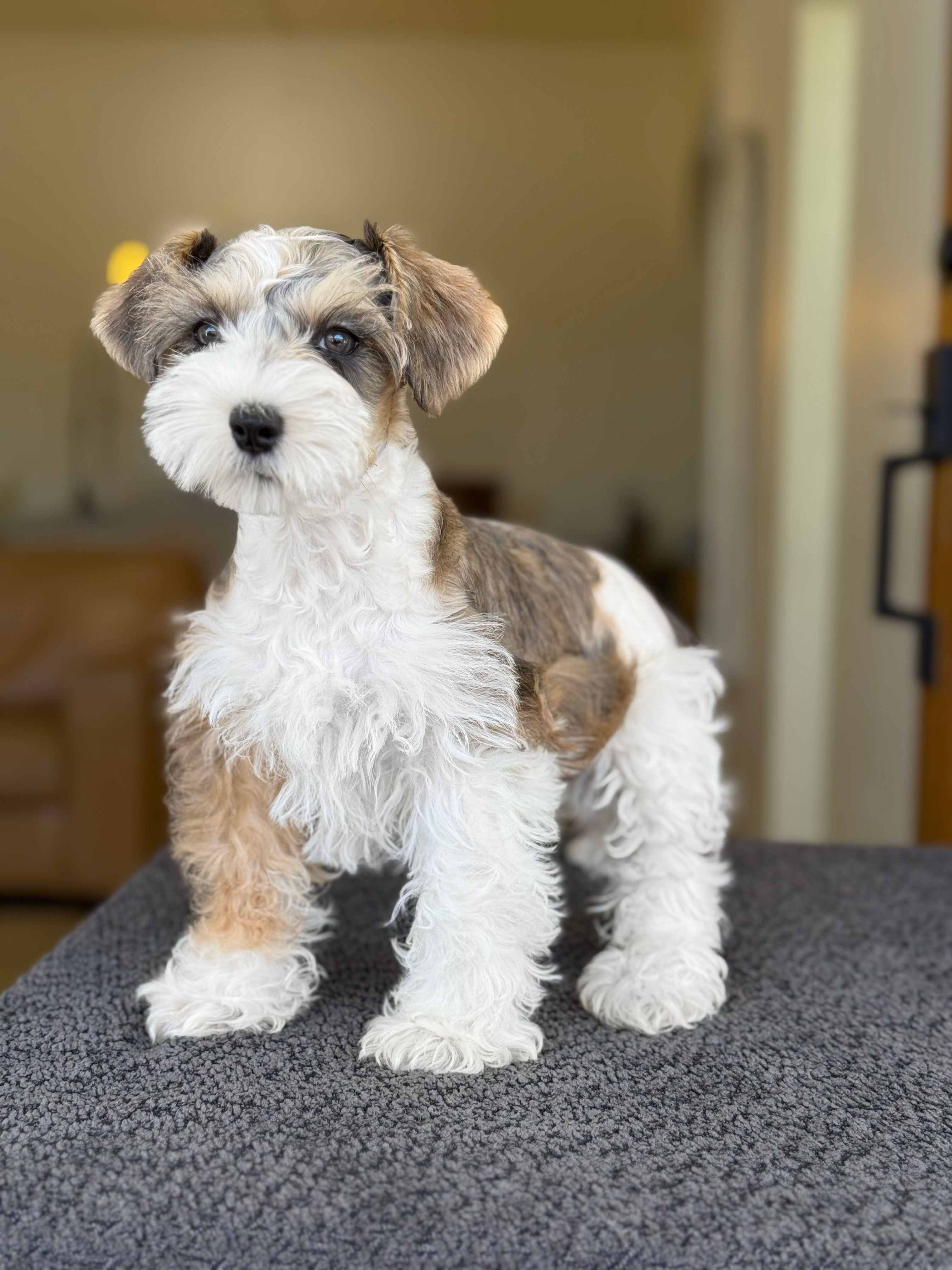 Mini Schnauzer  macho - VENDIDO