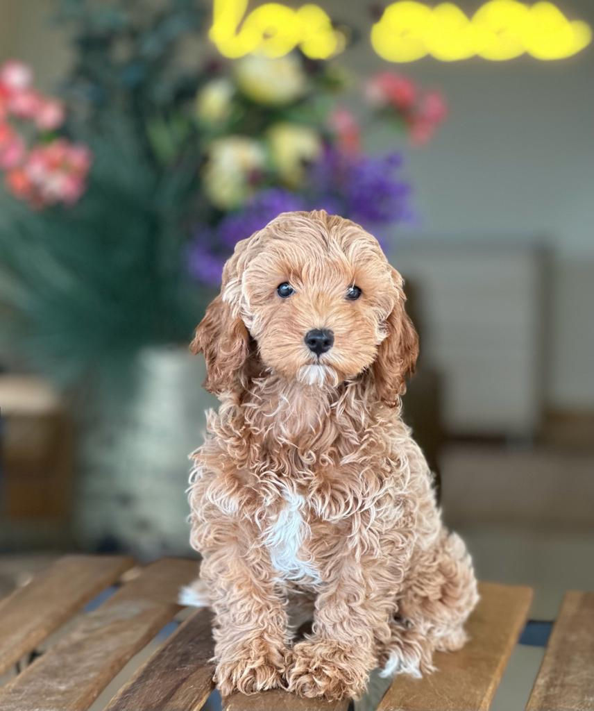 CockapooHembra #CPJ-05-VENDIDA