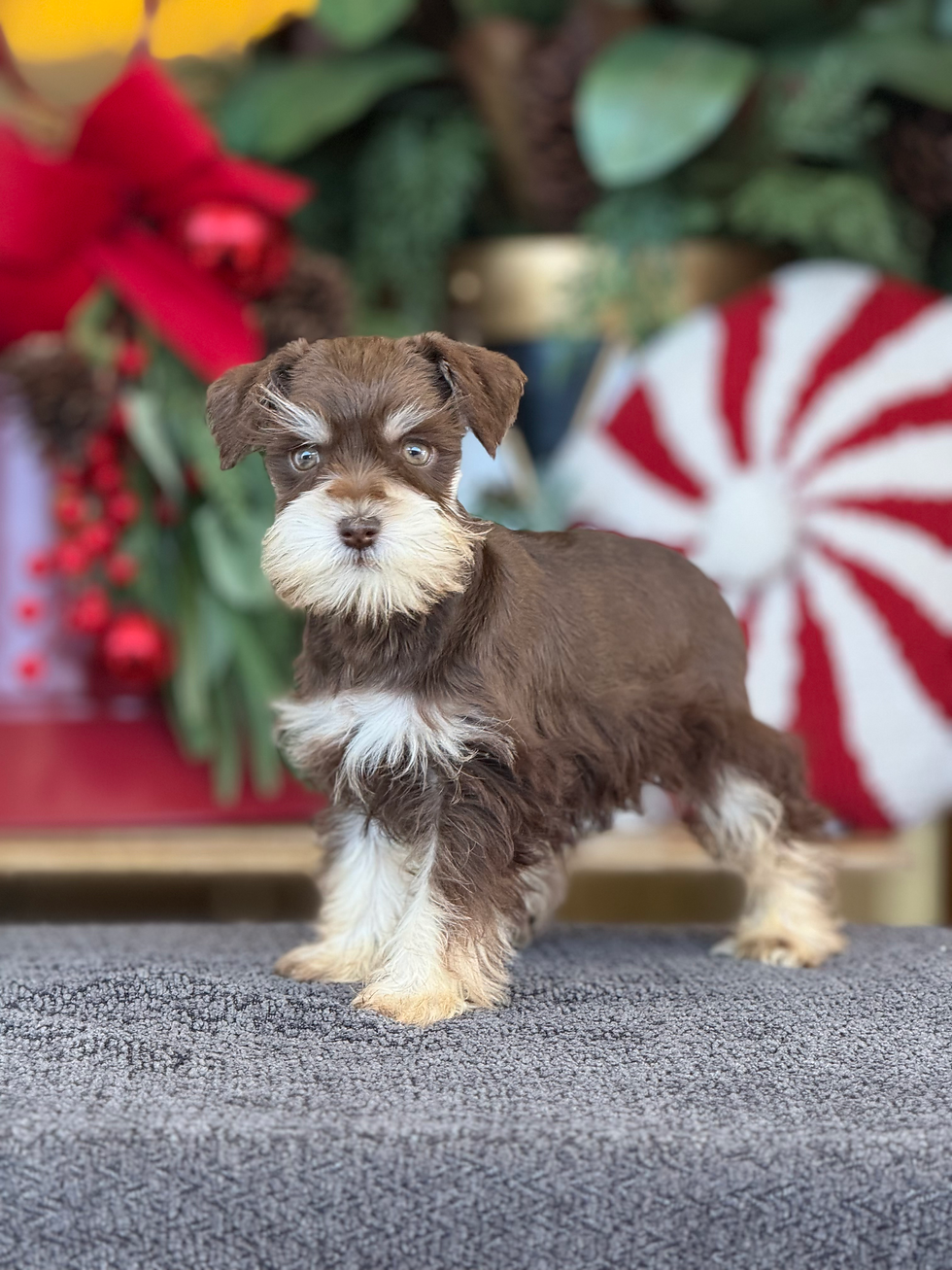 Mini Schnauzer Liver nena MS_05 Financiamiento Disponible