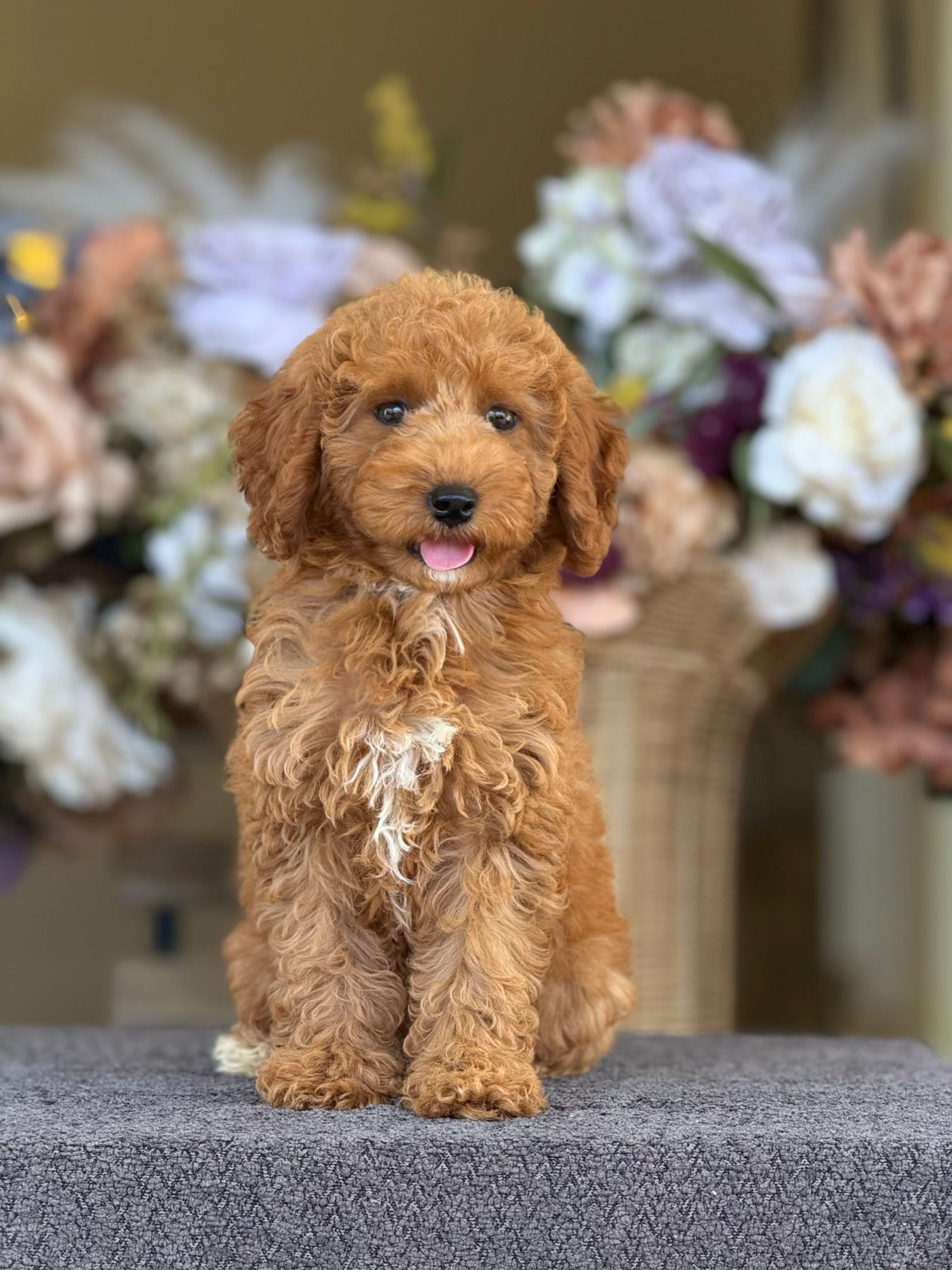 Miniature Poodle nena MP_19 - Financiamiento Disponible