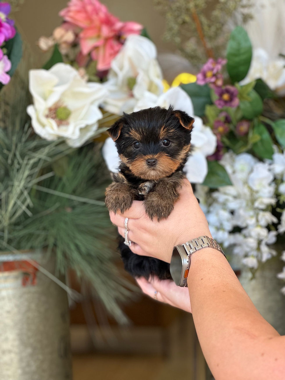 Yorkie - Yorkshire Terrier J-02- VENDIDA