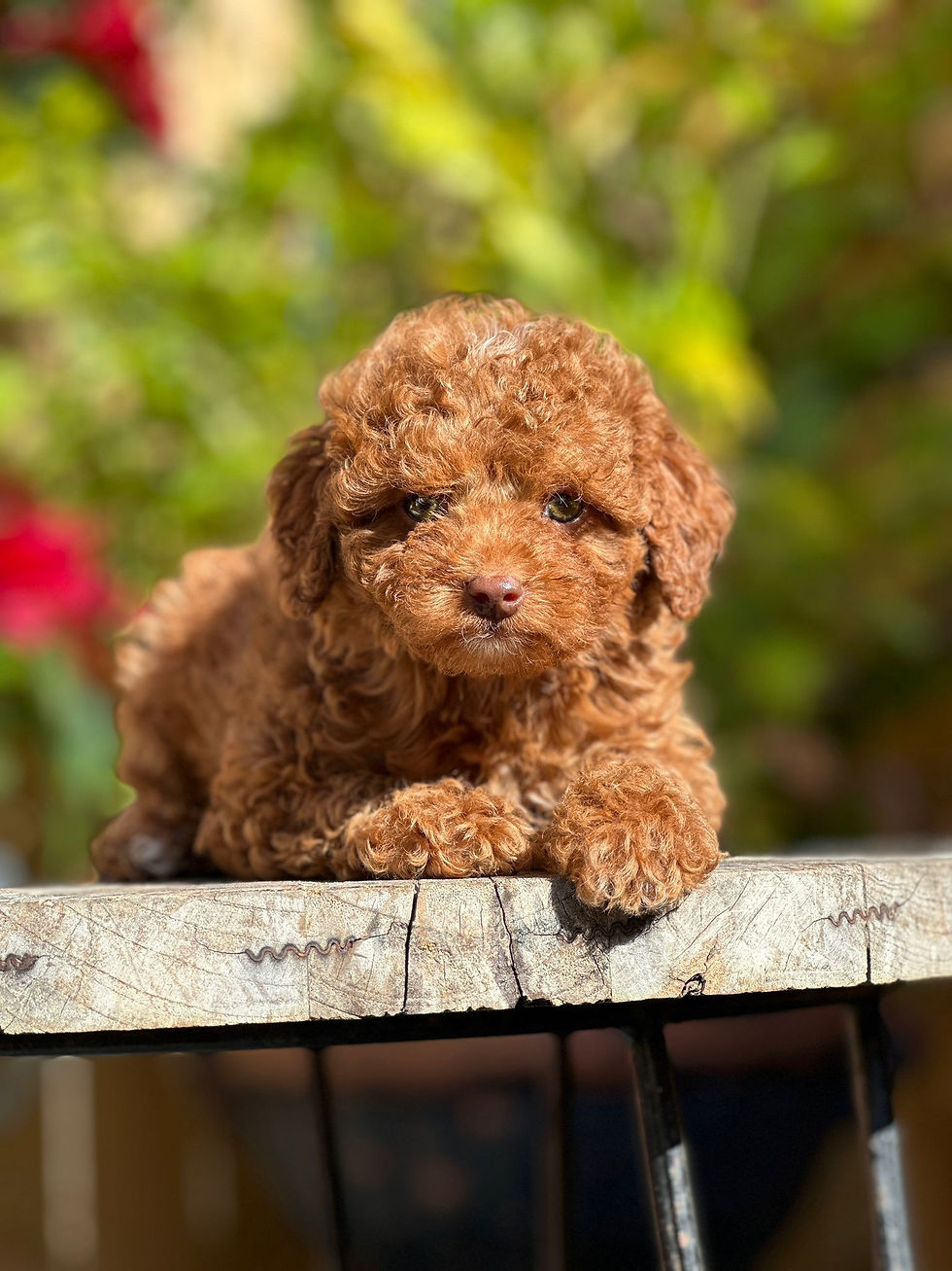 Micro Toy goldendoodle Machito DECMT-05 Vendido