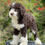Thumbnail: MINI Aussiedoodle hembra Choco Tuxedo #1801 - Vendida