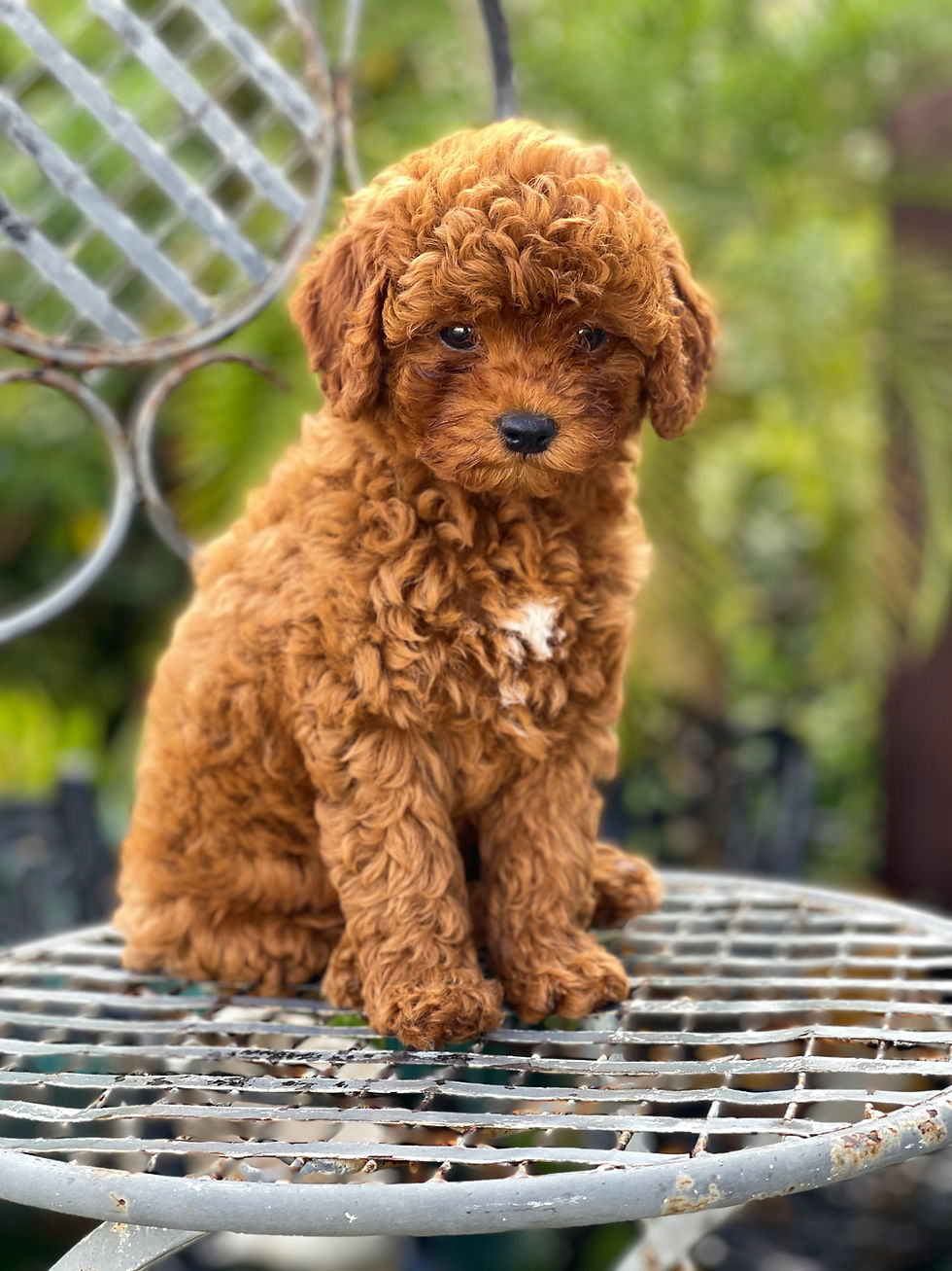 Micro Toy goldendoodle Hembrita O-109 - Vendida