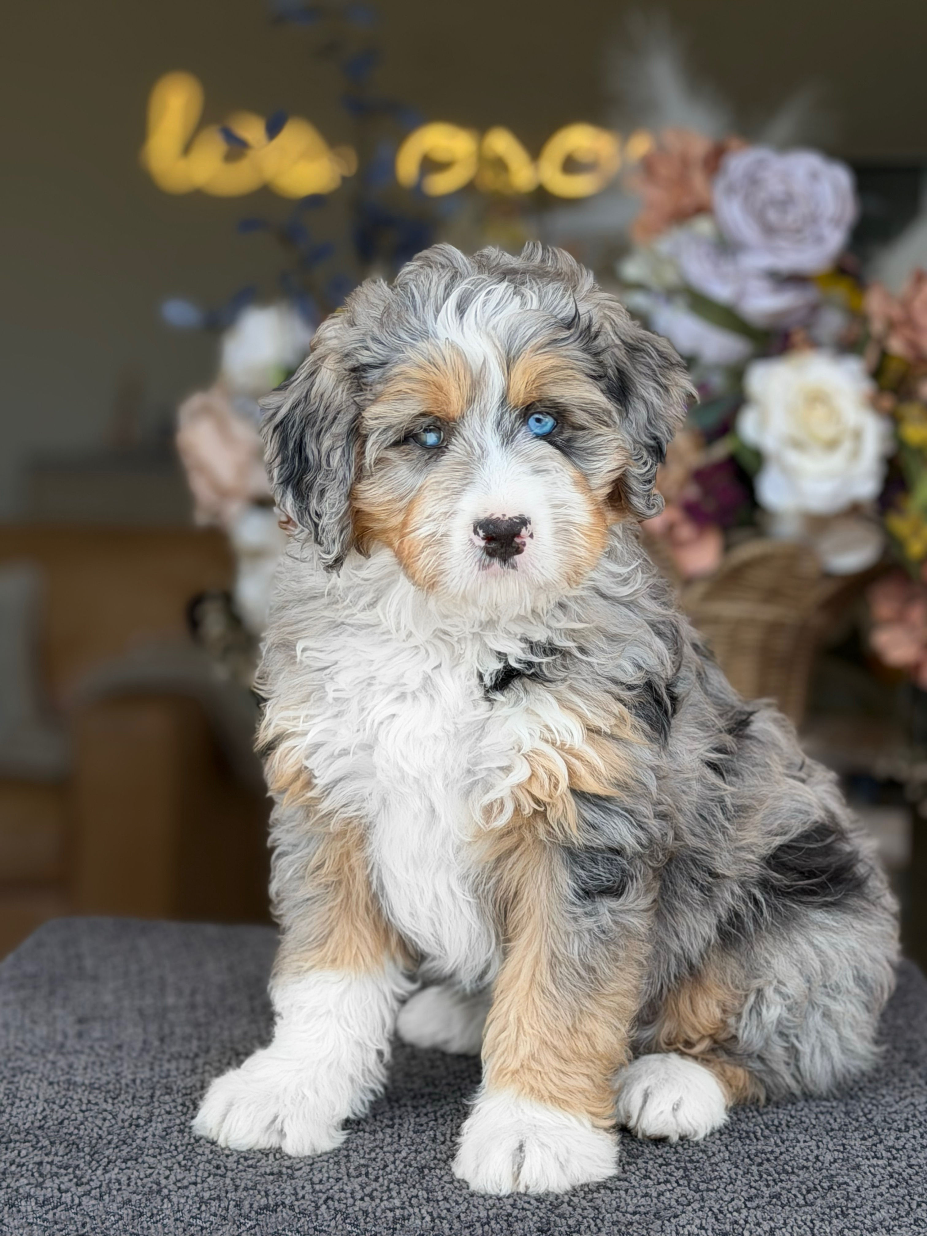 Mini Bernedoodle merle nene MB-21-Vendido