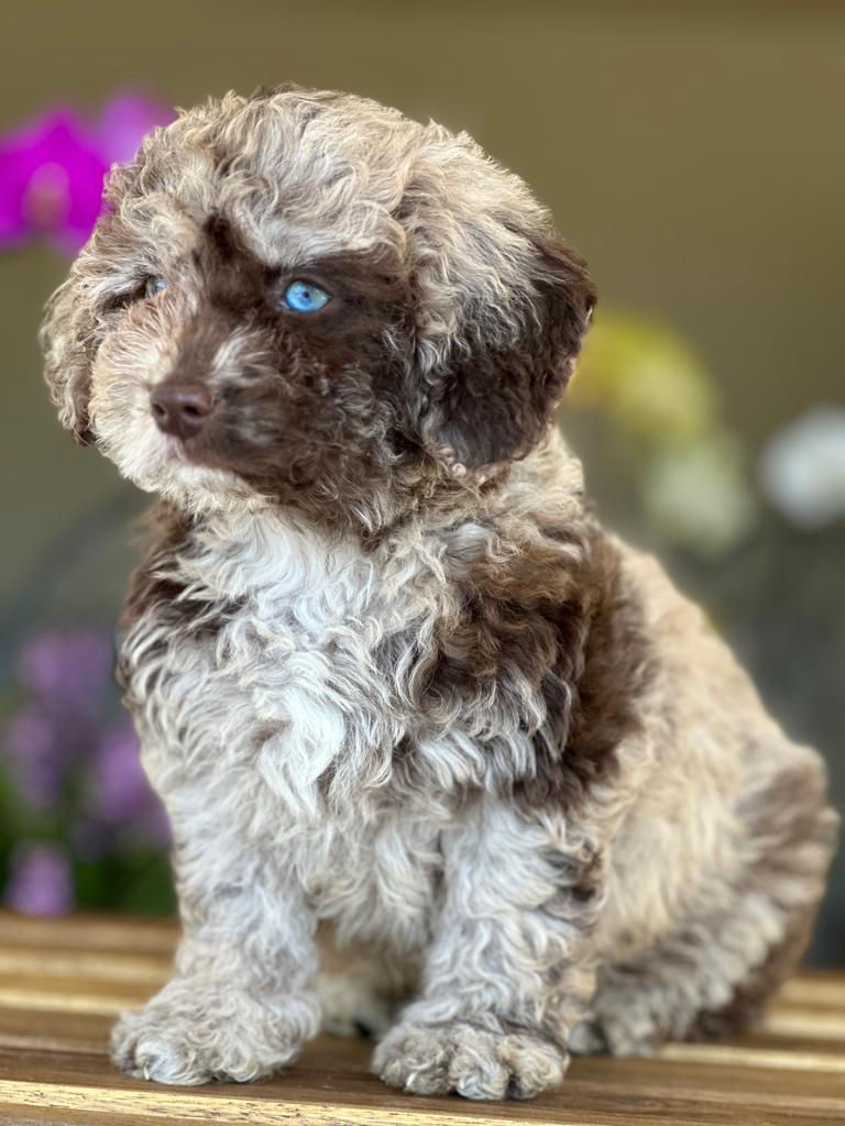Mini labradoodle macho Merle MLM-02 vendido