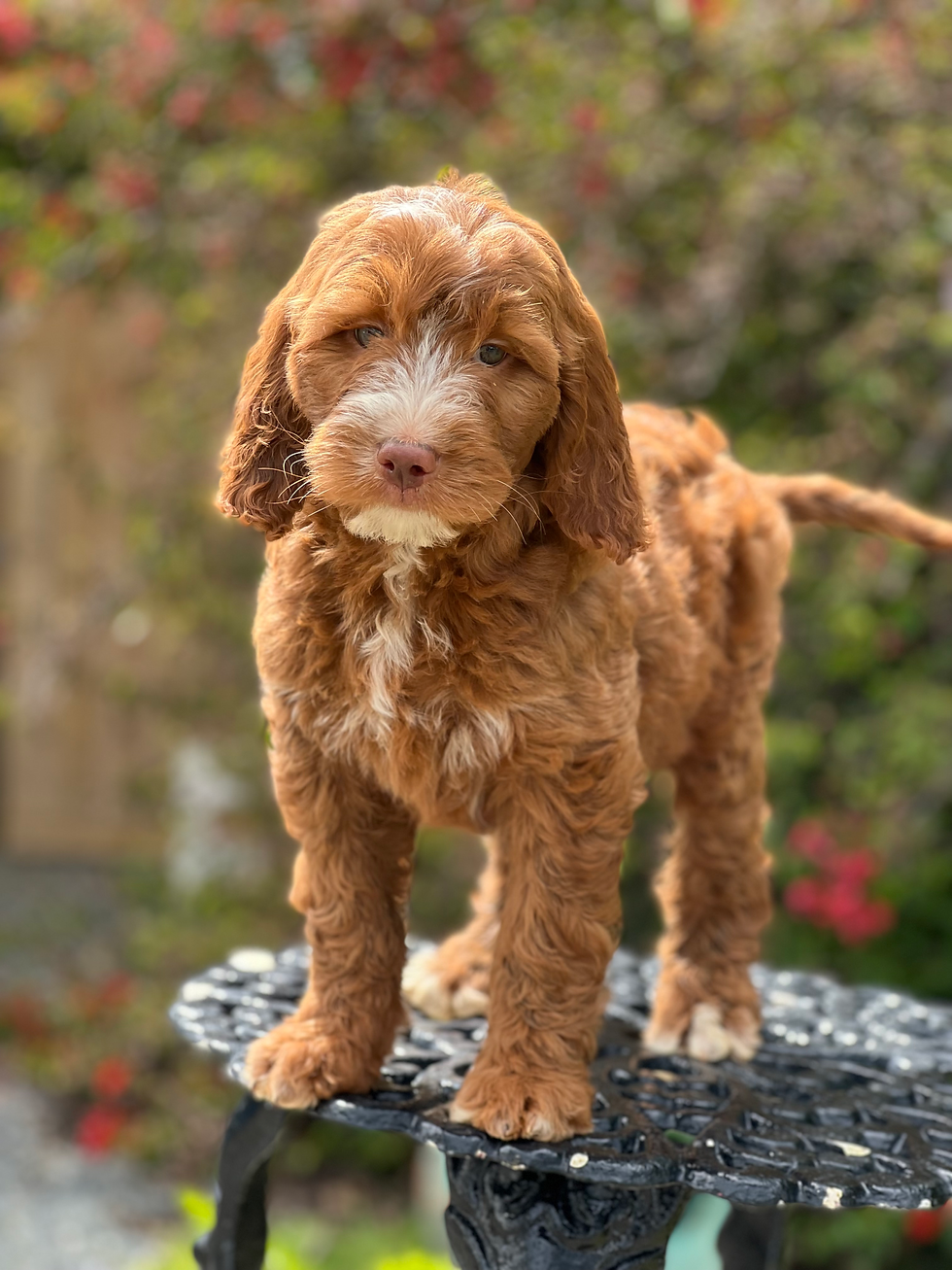Standard GOLDENDOODLE #81 -Hembra - VENDIDA